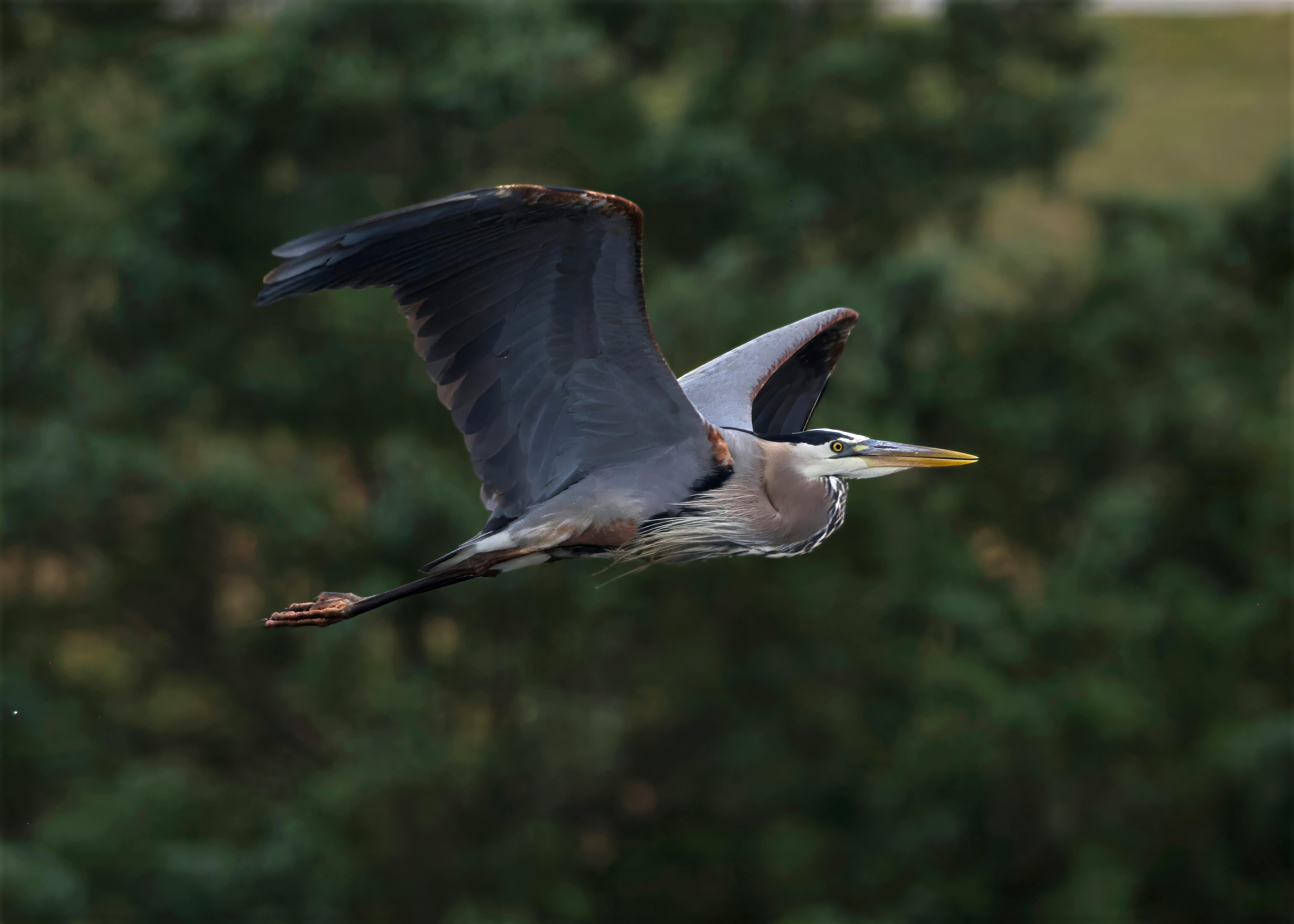 Ein majestätischer Kanadareiher schwebt durch die Luft in Decatur, Alabama.