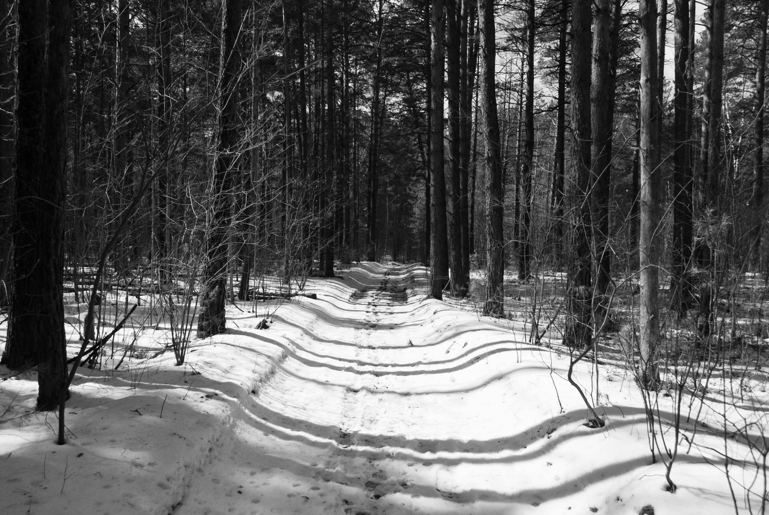SchwarzweiÃfoto eines ruhigen, verschneiten Pfades durch einen dichten Winterwald.