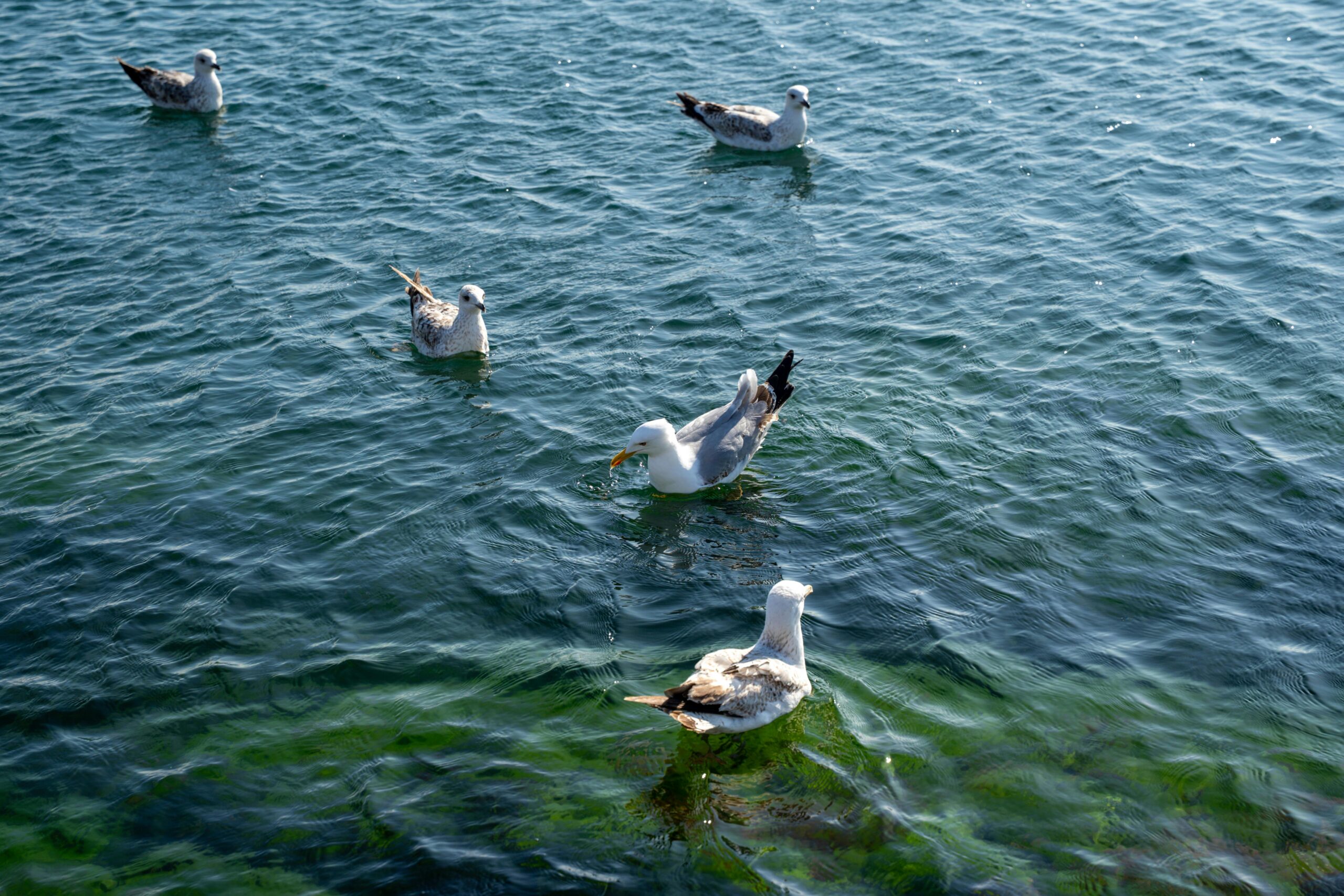Eine heitere Szene mit Möwen, die auf ruhigem, blauem Wasser schwimmen und die Ruhe der Natur genießen.