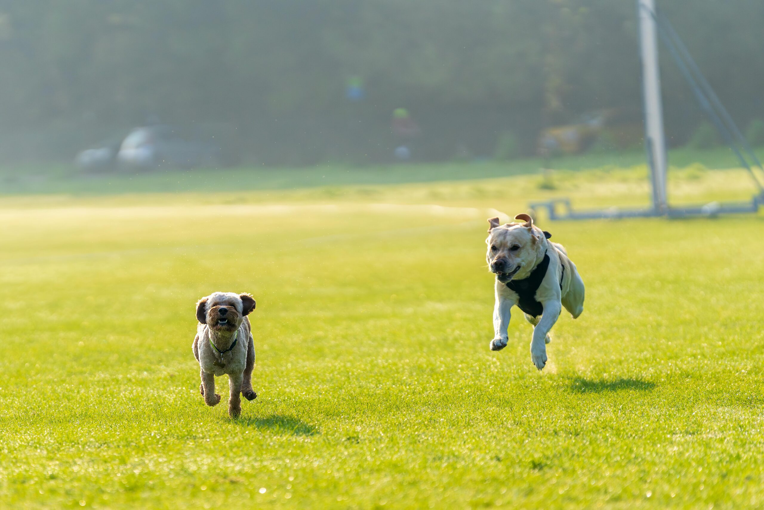 Zwei Hunde rennen freudig über eine sonnenbeschienene Wiese und genießen einen Moment spielerischer Freiheit.