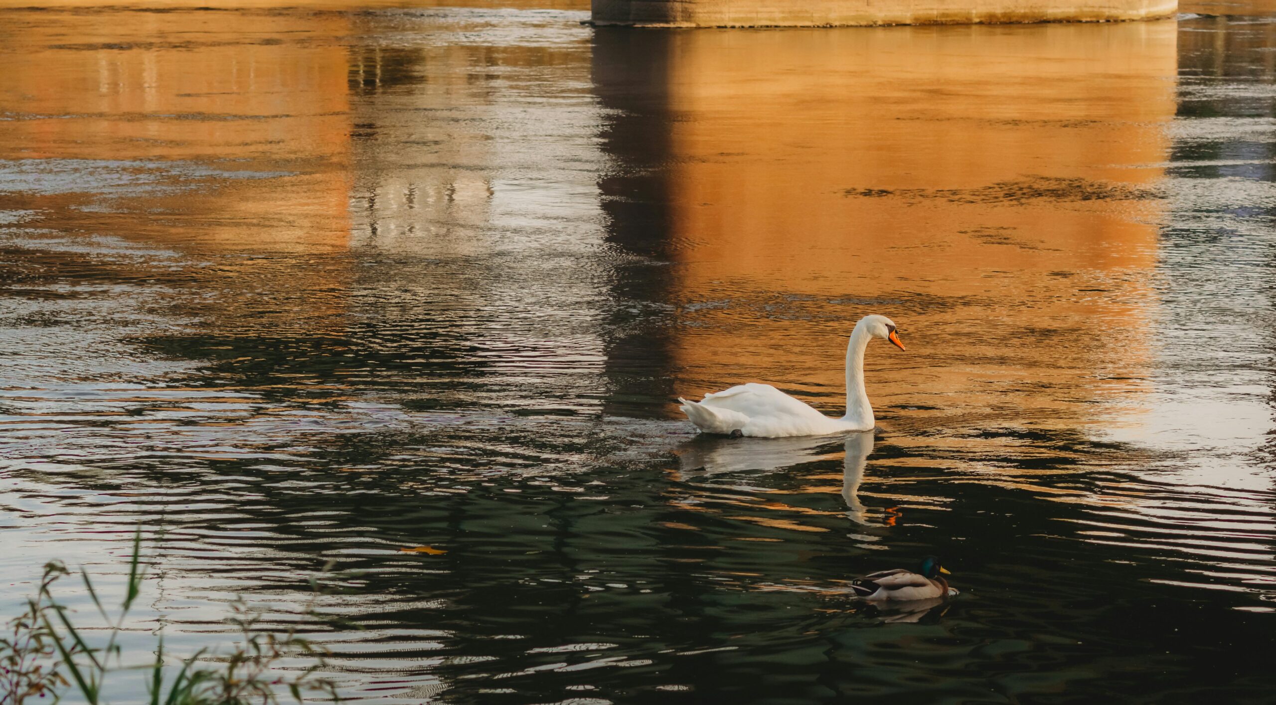 Ein anmutiger Schwan und eine Ente schwimmen auf einem Fluss, der die warmen Farben des Sonnenuntergangs reflektiert.