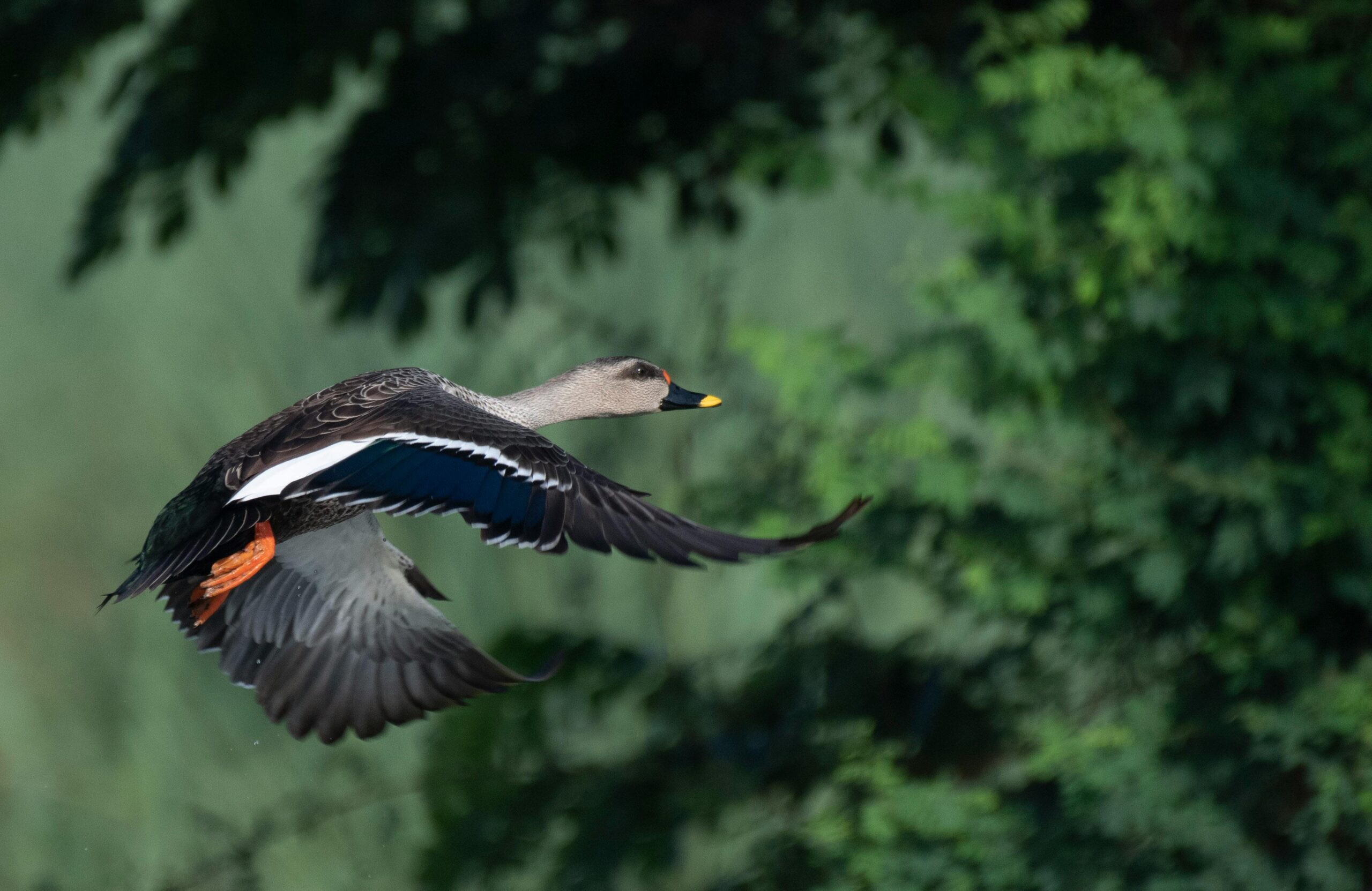 Eine farbenfrohe Fleckschnabelente fliegt anmutig über dichtes grünes Laub in einer natürlichen Umgebung.