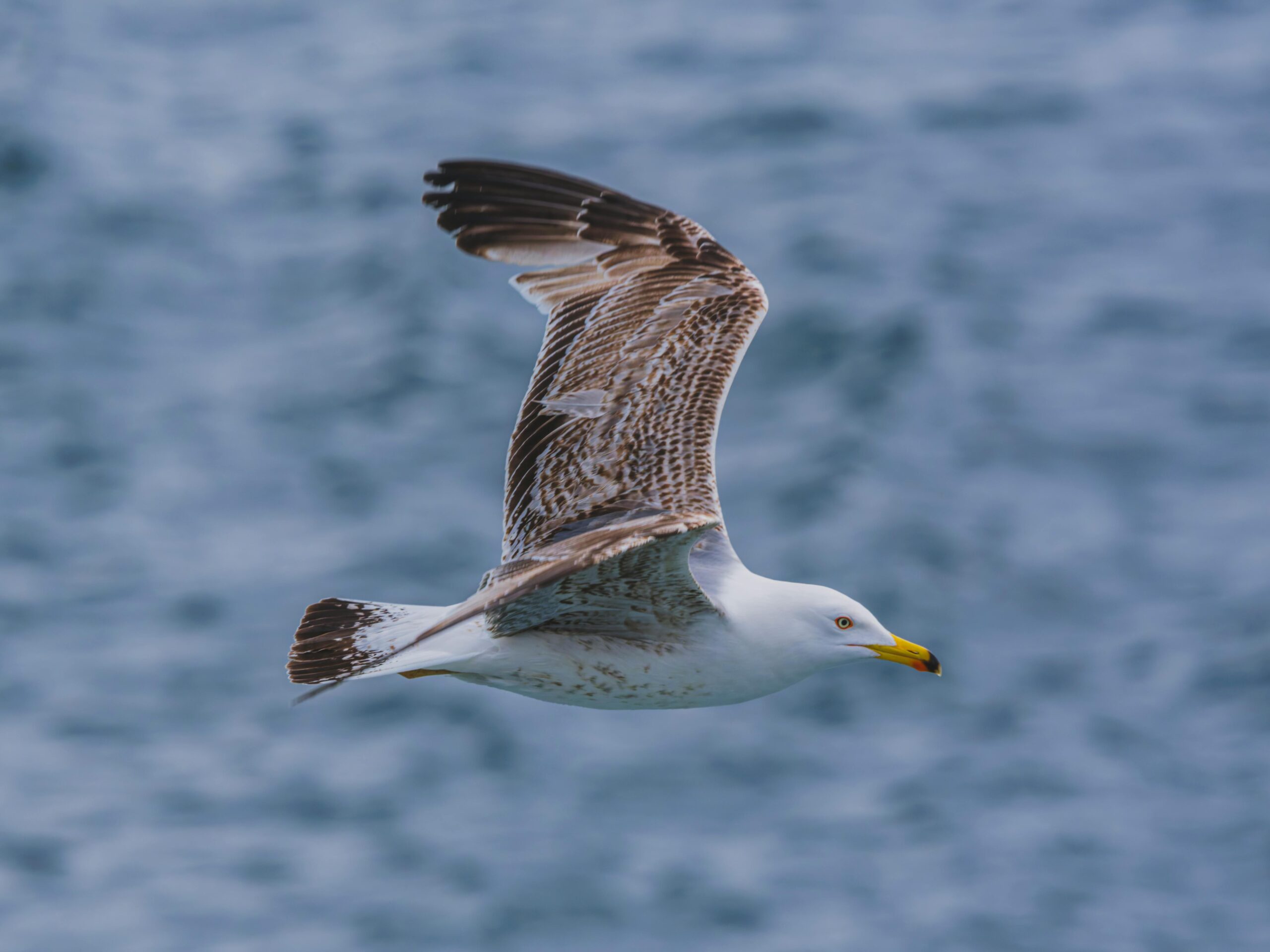 Möwe Fliegt über Das Meer