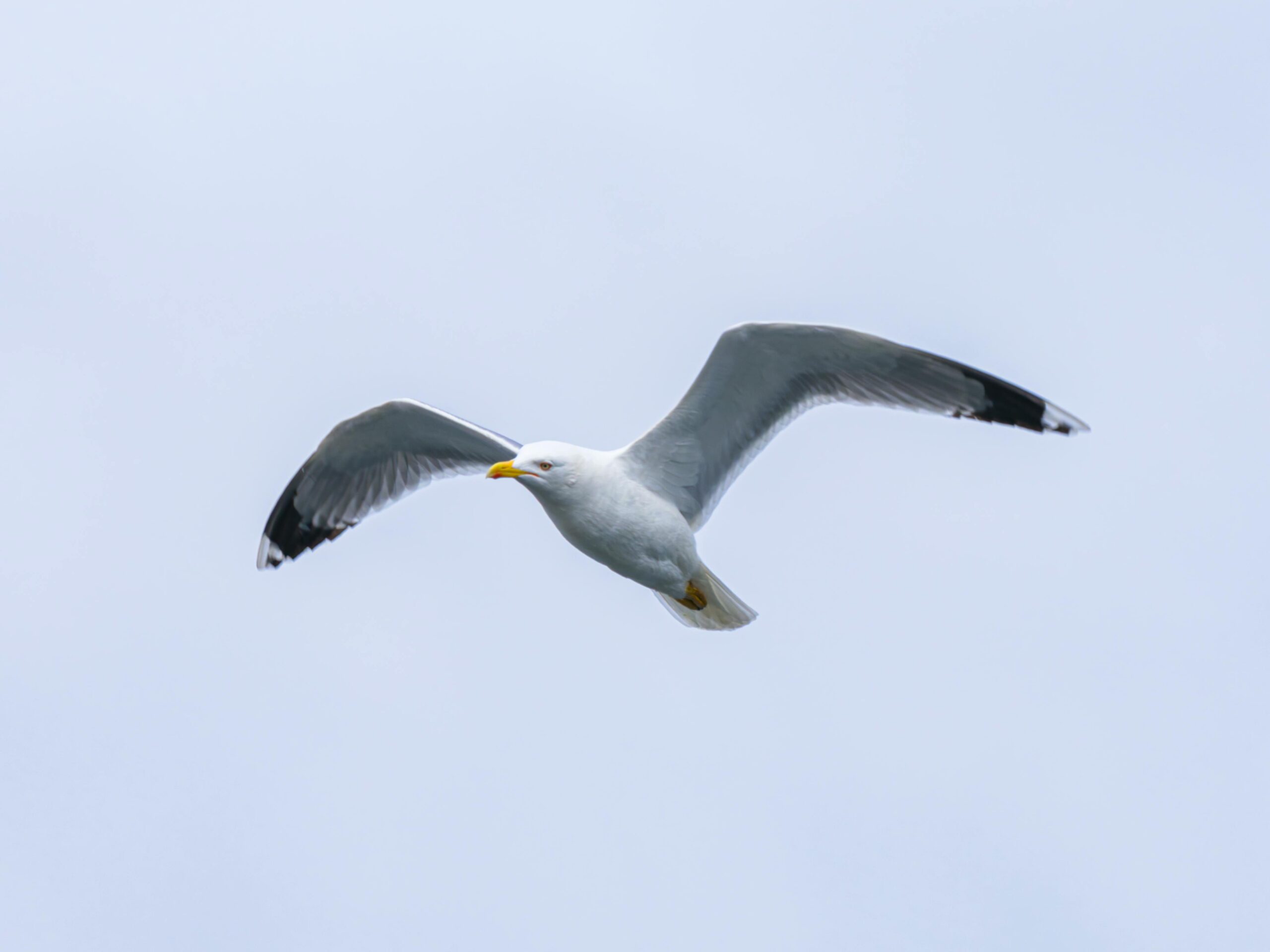 Eine Wunderschöne Möwe, Die Am Himmel Fliegt