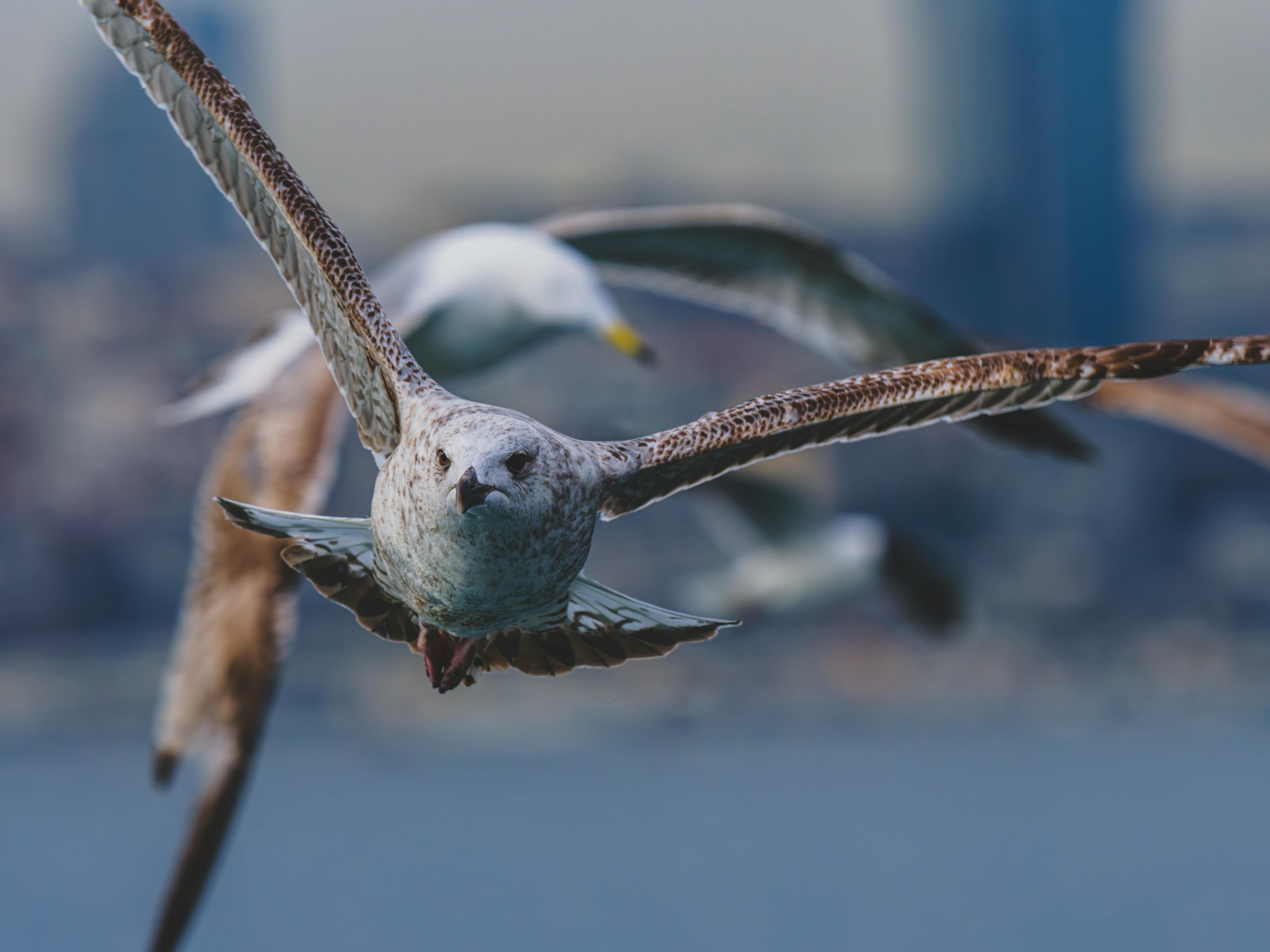 Schöne Möwe Fliegt In Den Himmel