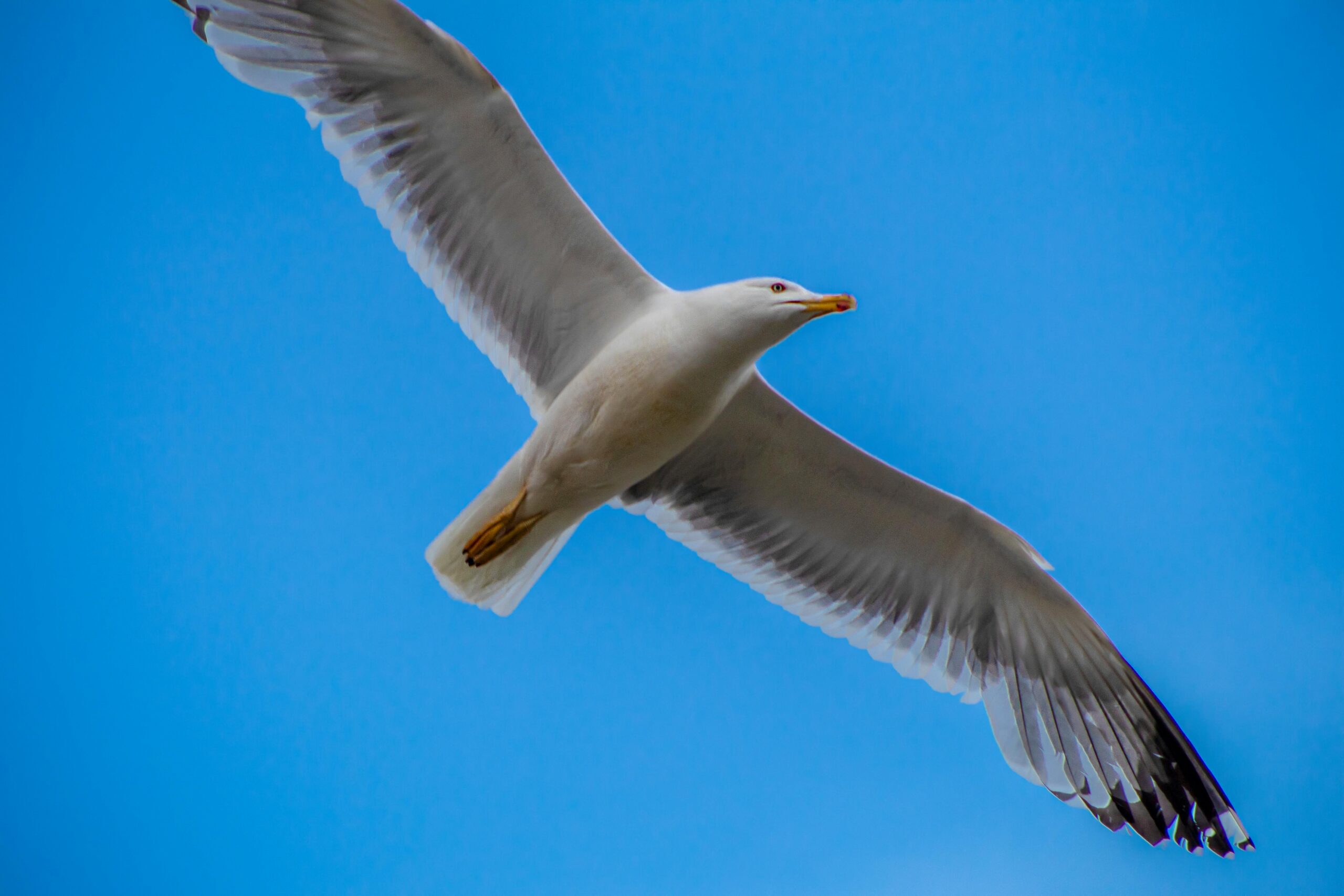 Eine Möwe fliegt anmutig vor einem strahlend blauen Himmel im italienischen Grado.