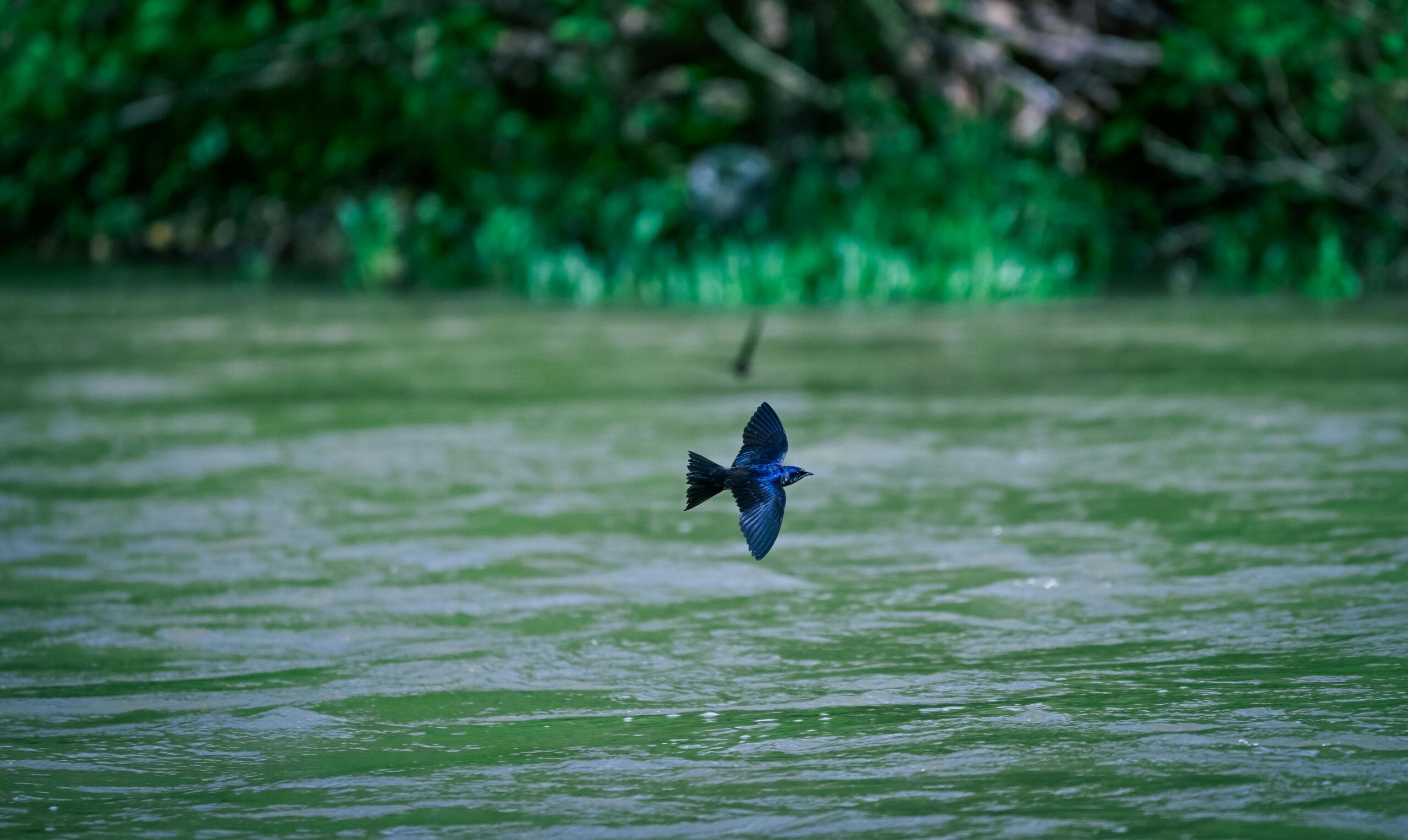 Ein leuchtend blauer Vogel, mitten im Flug über einem üppig grünen Fluss fotografiert.