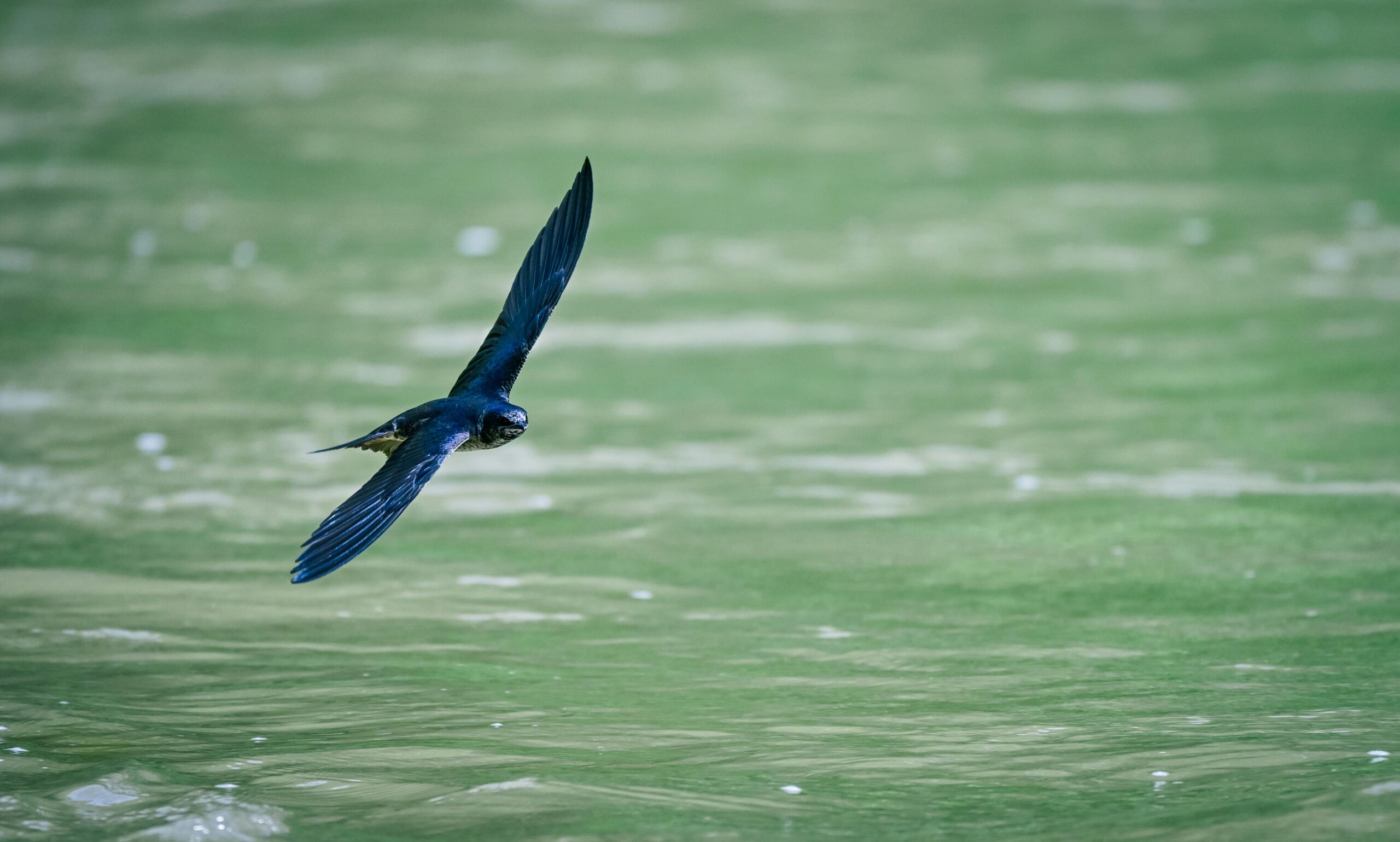 Eine Schwalbe im Flug über einer ruhigen grünen Wasseroberfläche, die ihre Anmut und Wendigkeit zur Schau stellt.