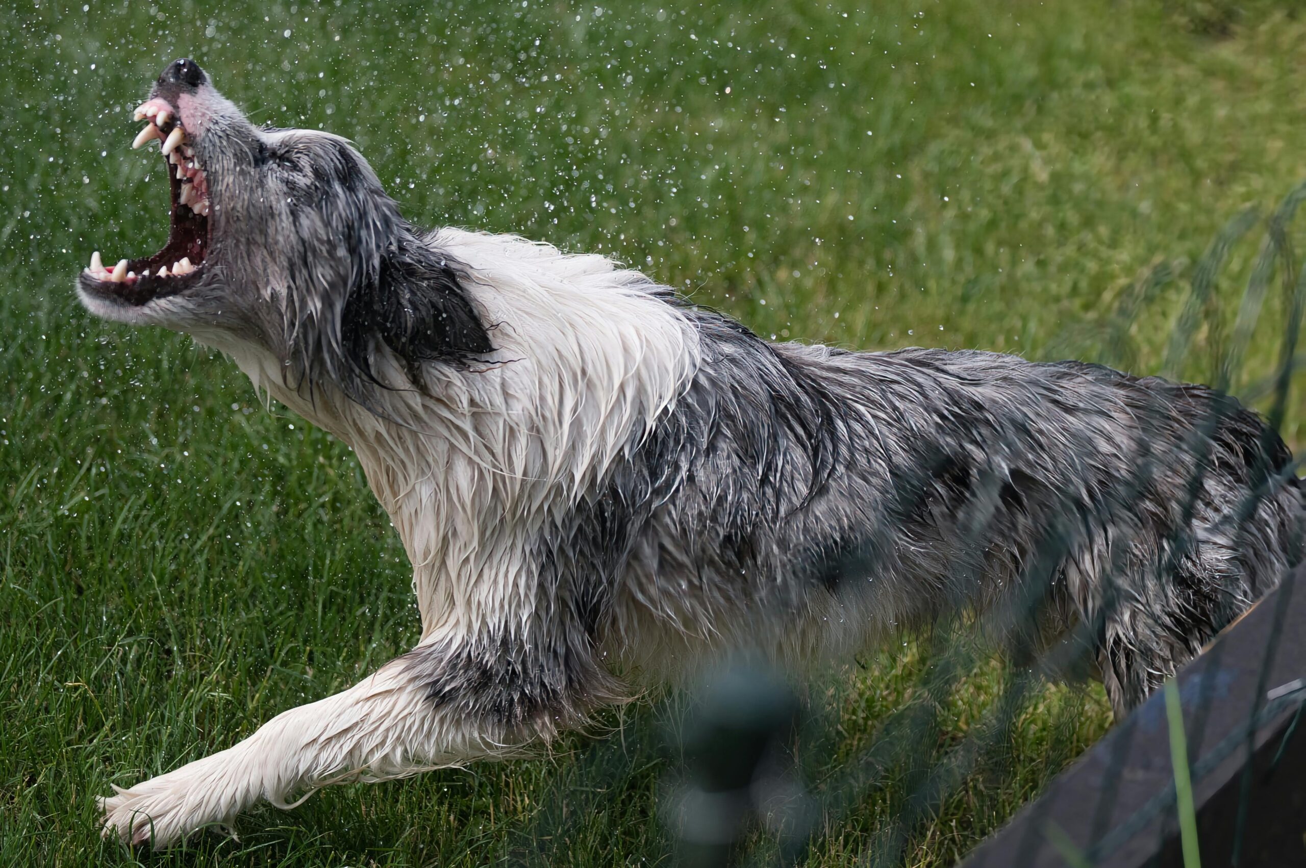 Ein fröhlicher Border Collie schüttelt sich in einer lebhaften Umgebung im Freien Wasser ab.