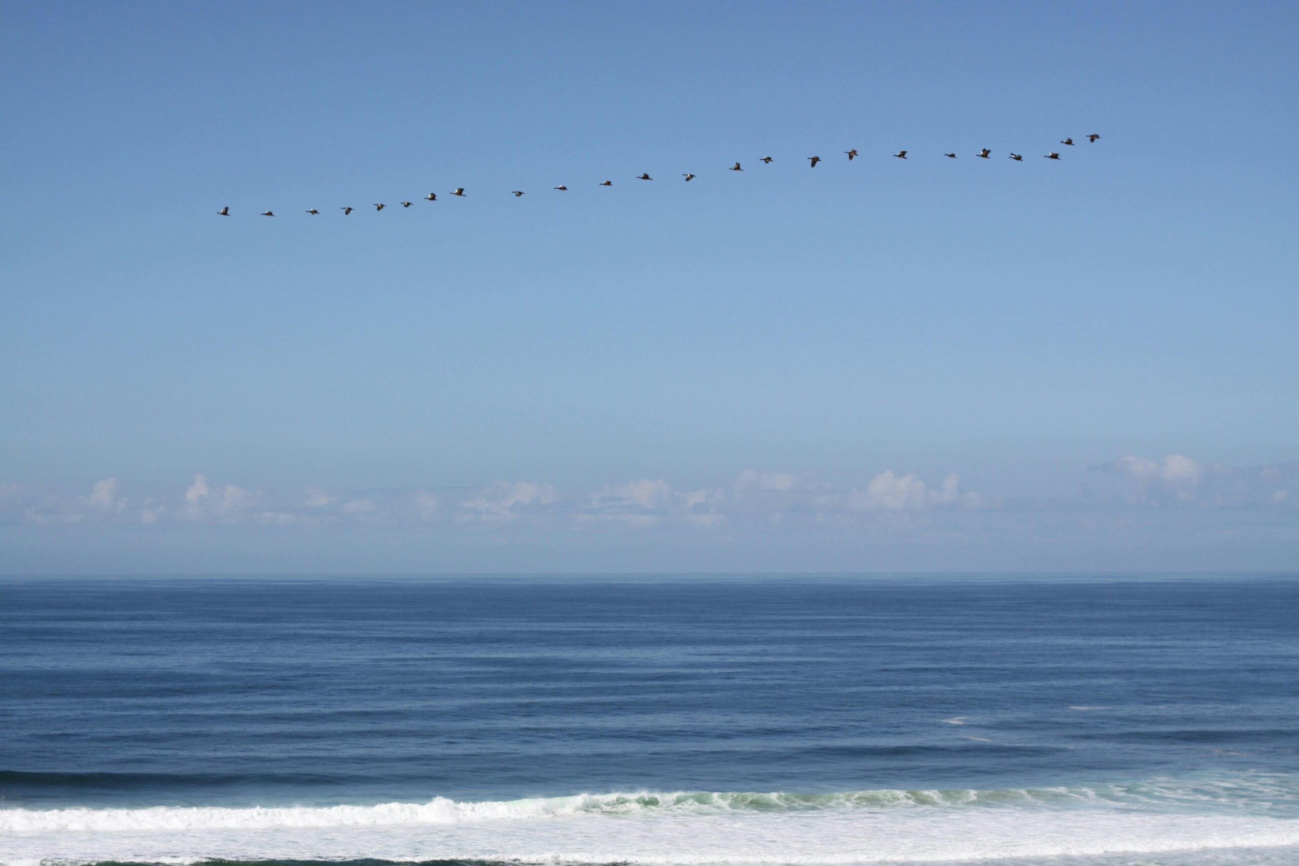 Vögel fliegen in Formation über einem ruhigen Ozean mit klarem, blauem Himmel und schaffen eine heitere Landschaft.