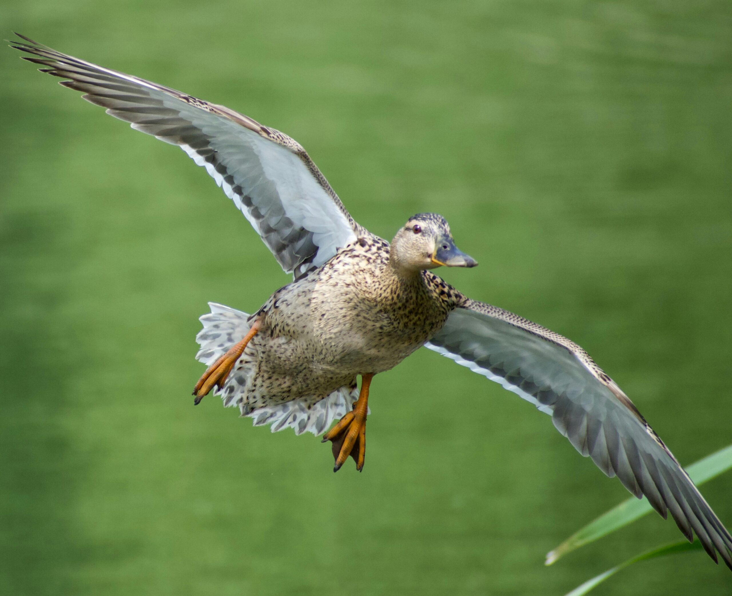 Stockente, mitten im Flug über einem ruhigen grünen Teich aufgenommen, zeigt natürliche Schönheit.