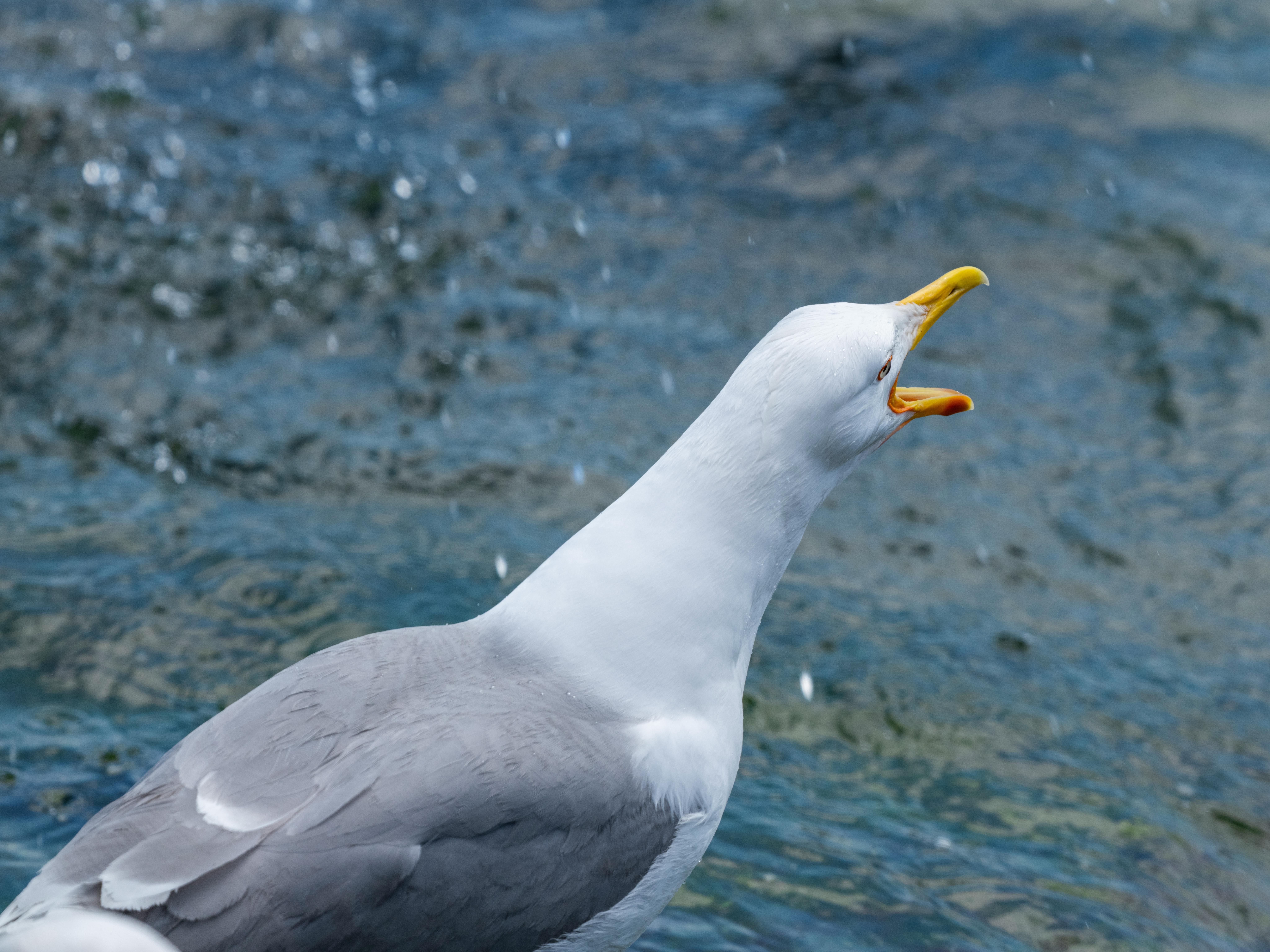 Eine Nahaufnahme einer rufenden Möwe am Meer, die ihren natürlichen Lebensraum zeigt.