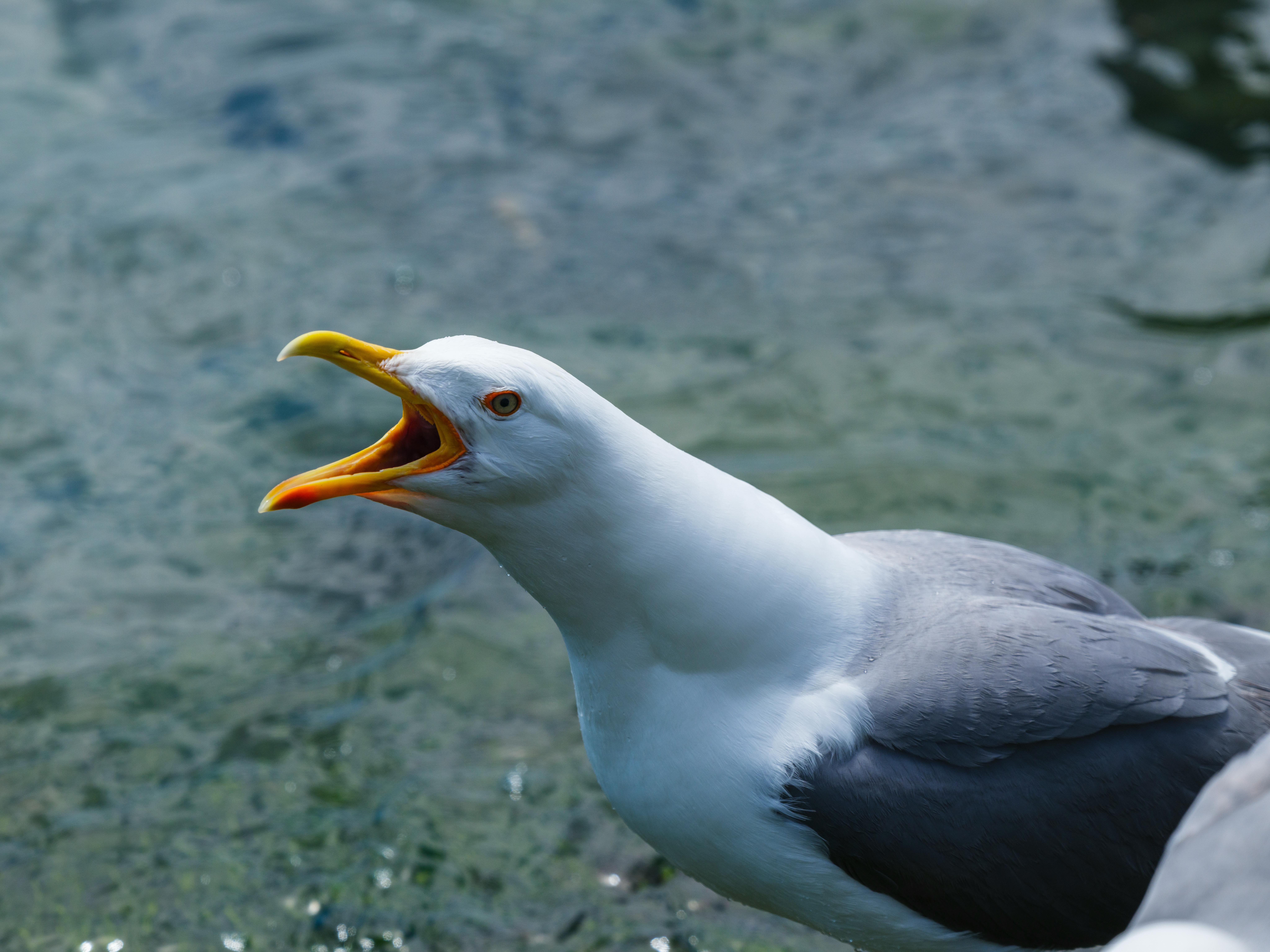 Eine Süße Möwe Am Meer