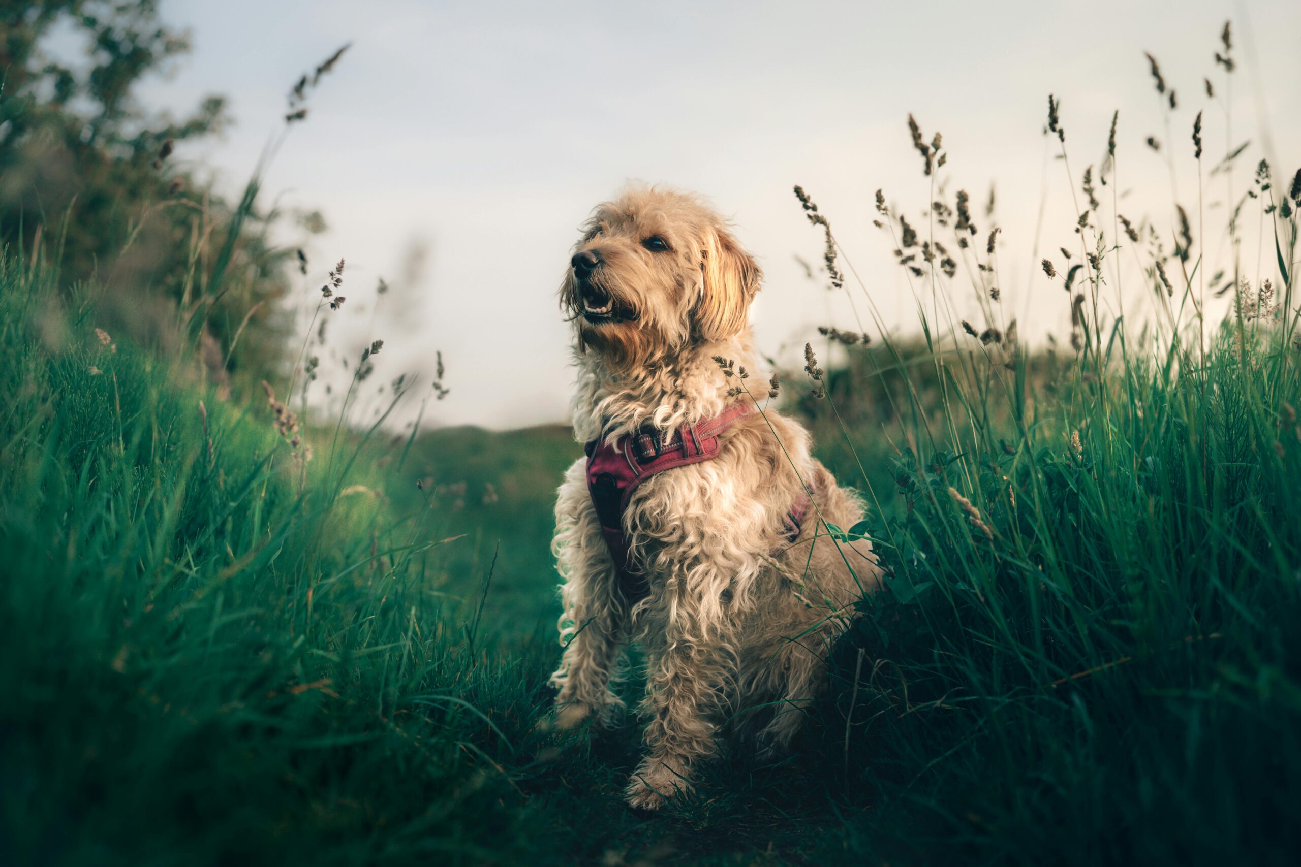 Entzückender Golden Doodle genießt einen Spaziergang auf einer üppigen grünen Wiese.