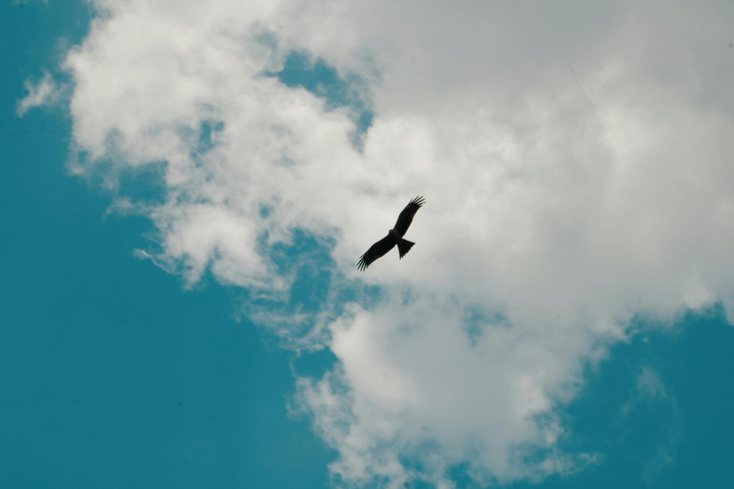 Ein Vogel schwebt anmutig vor einem strahlend blauen Himmel voller flauschiger Wolken.