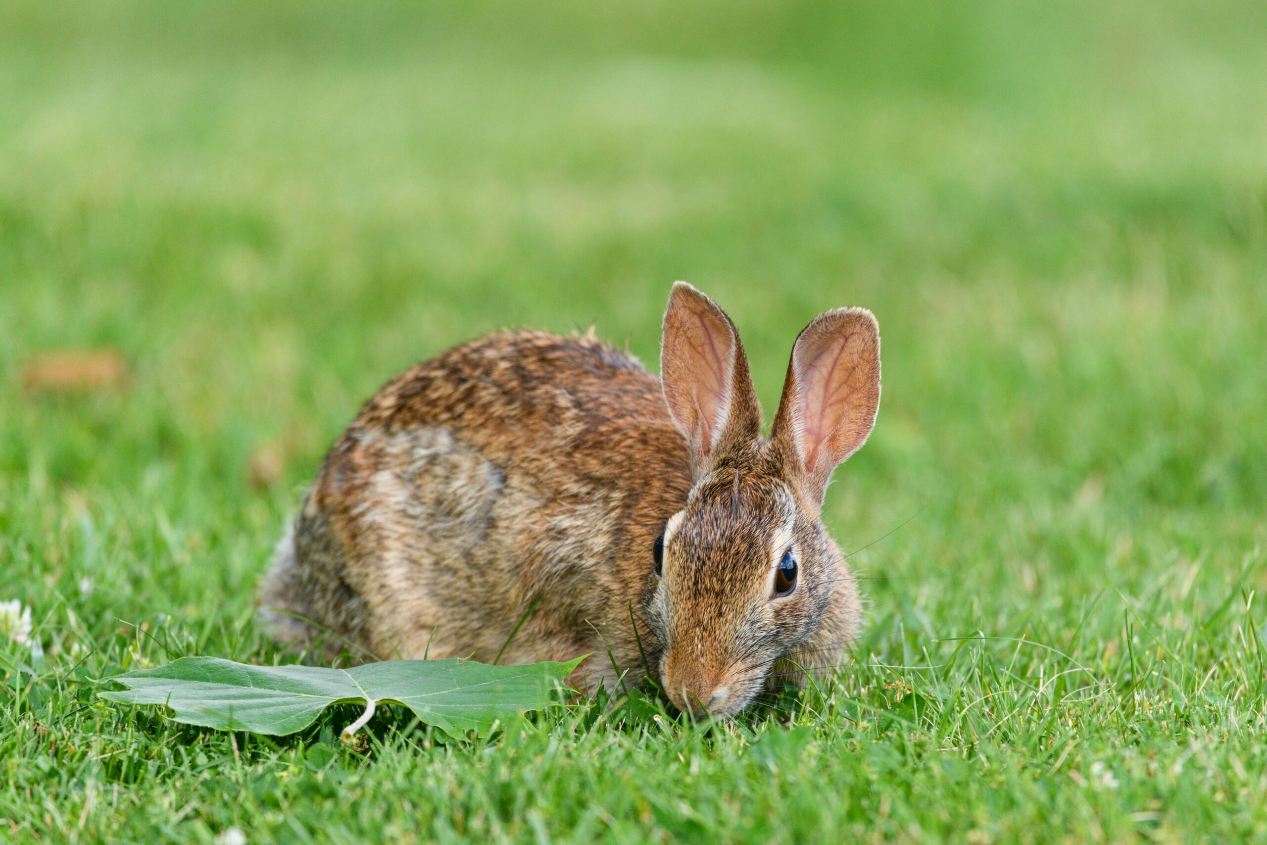 Ein Wildkaninchen frisst seelenruhig Gras auf einer üppig grünen Wiese und zeigt die Natur aus nächster Nähe.