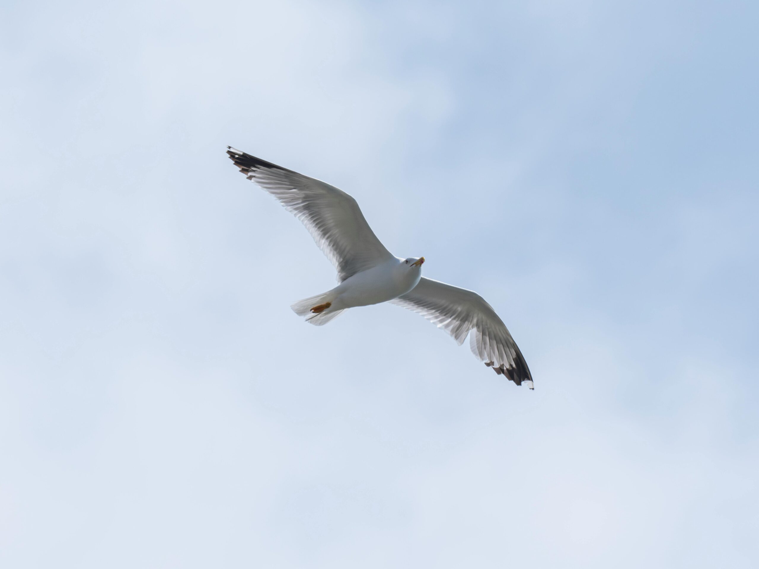 Eine Anmutige Möwe Schwebt Durch Den Himmel