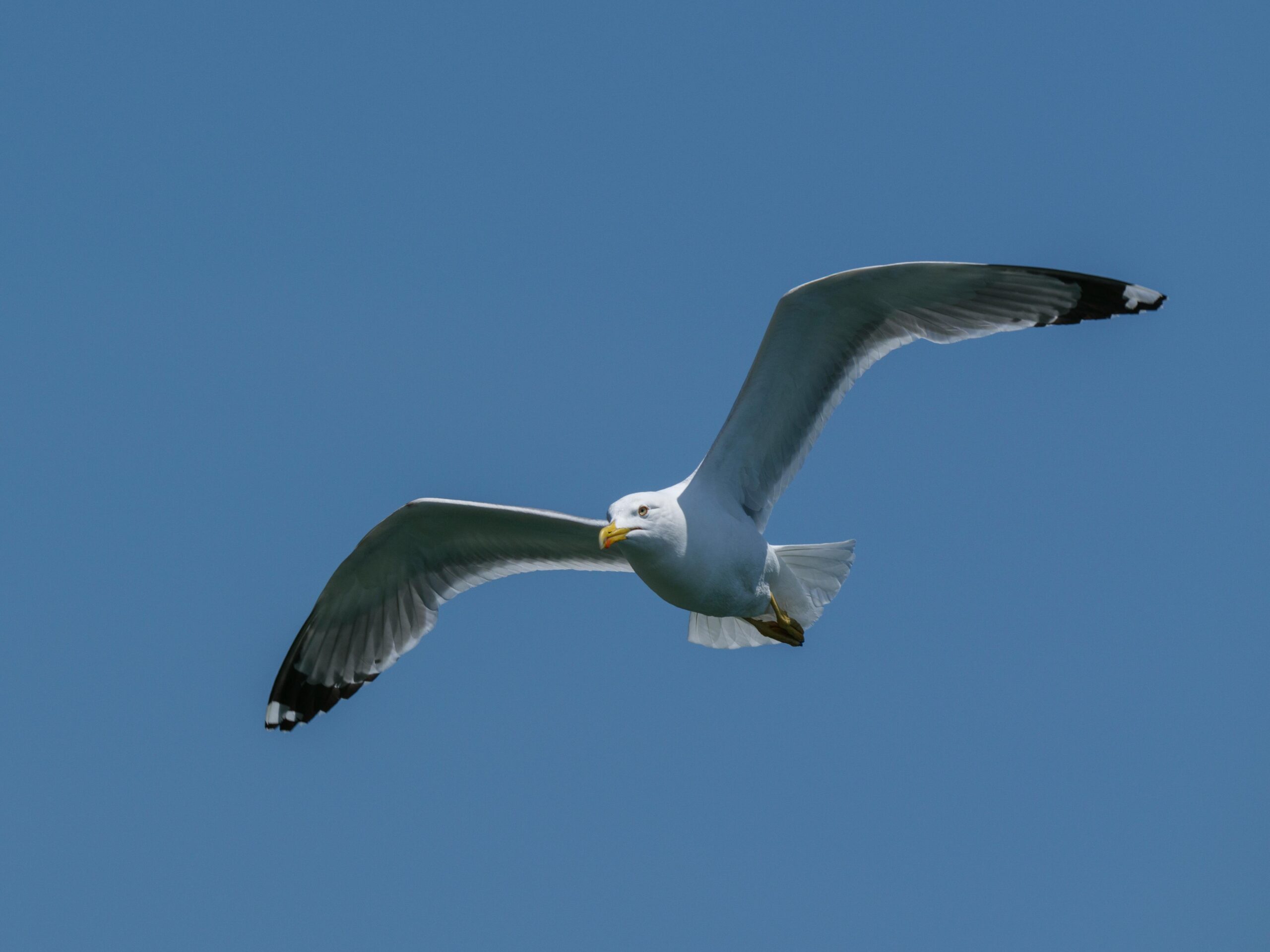 Eine Möwe fliegt anmutig mit ausgebreiteten Flügeln vor einem ruhigen blauen Himmel.