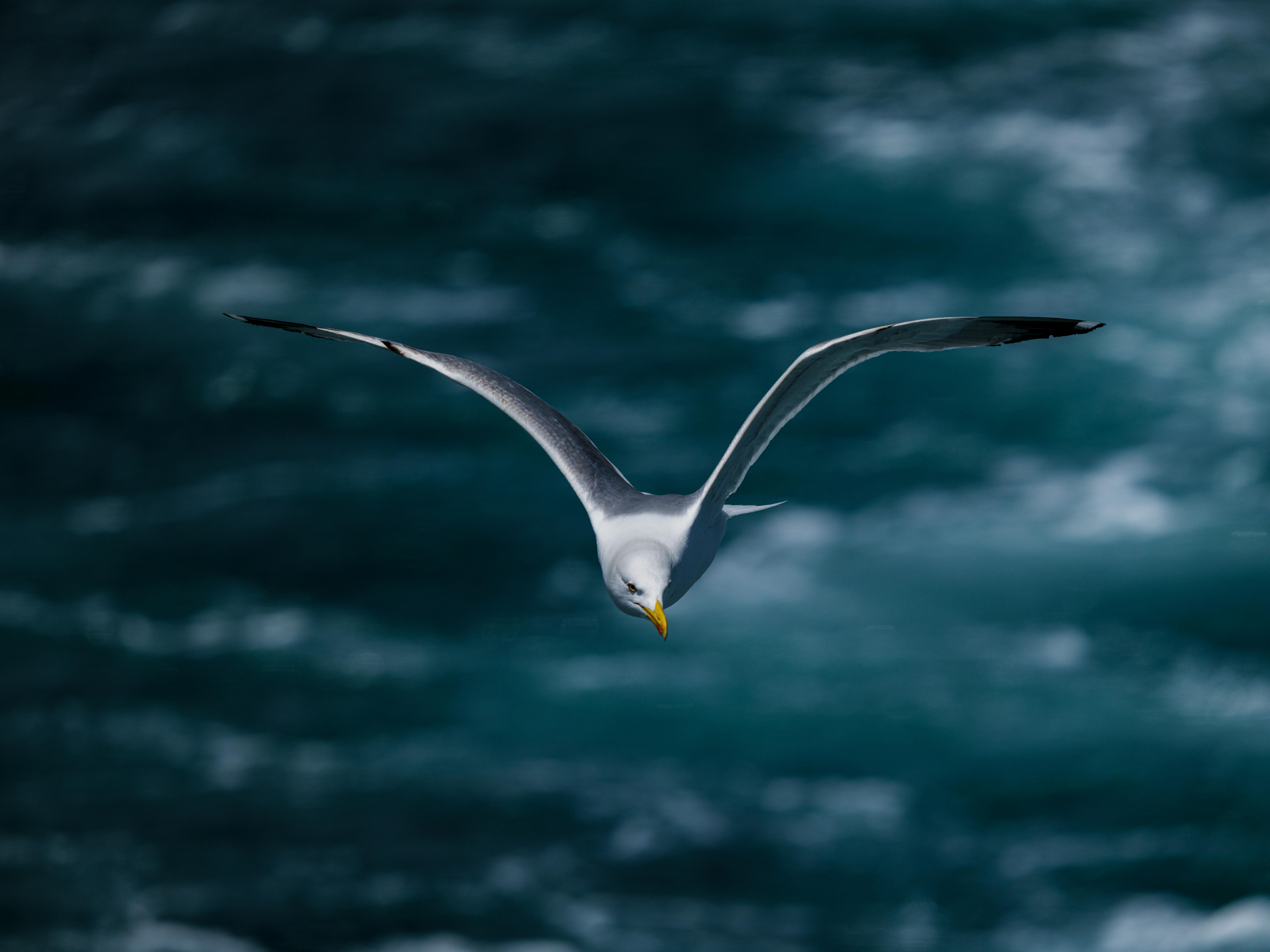 Eine Anmutige Möwe Schwebt über Dem Meer