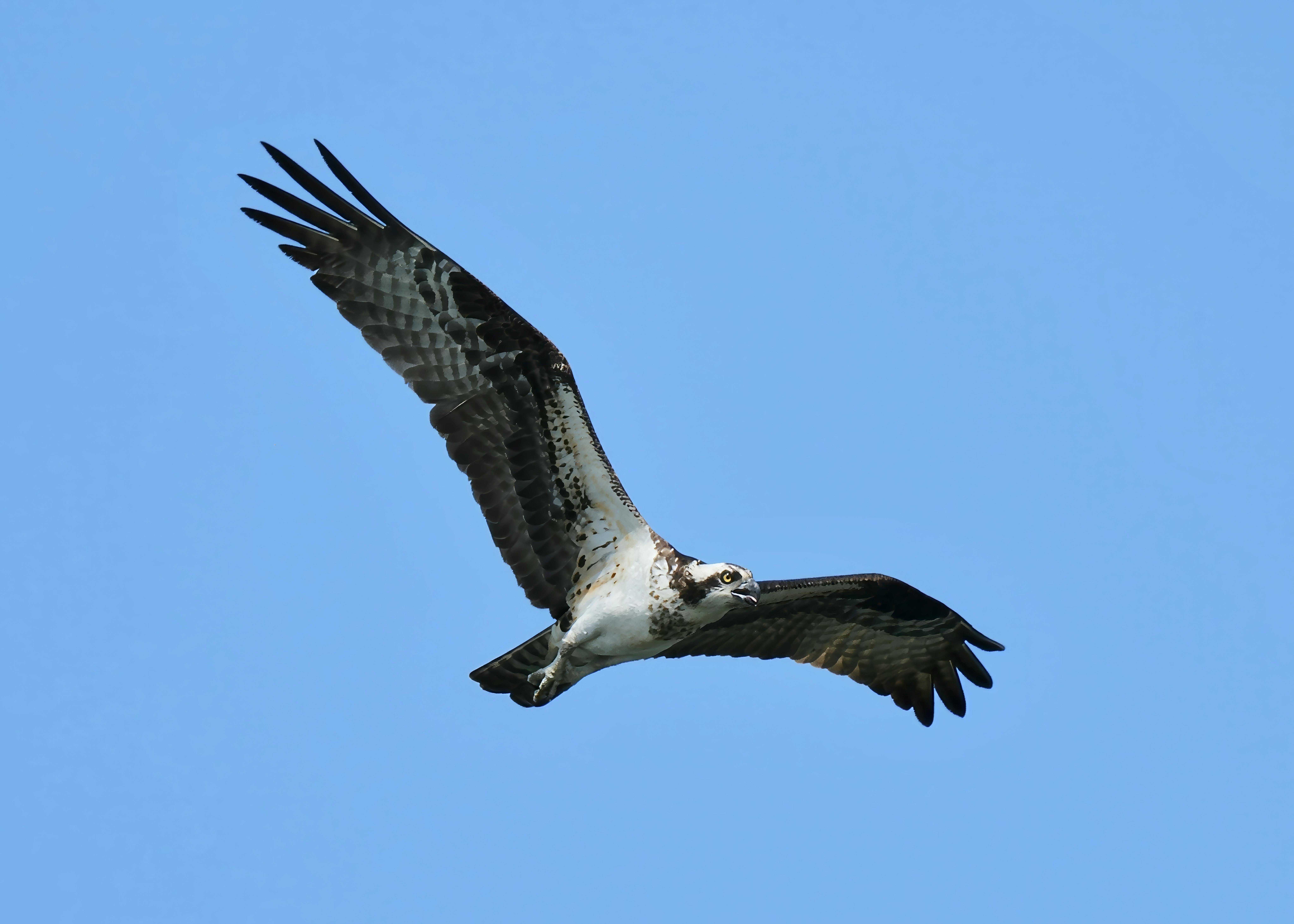 Majestätischer Fischadler im Flug vor einem strahlend blauen Himmel in Decatur, Alabama.