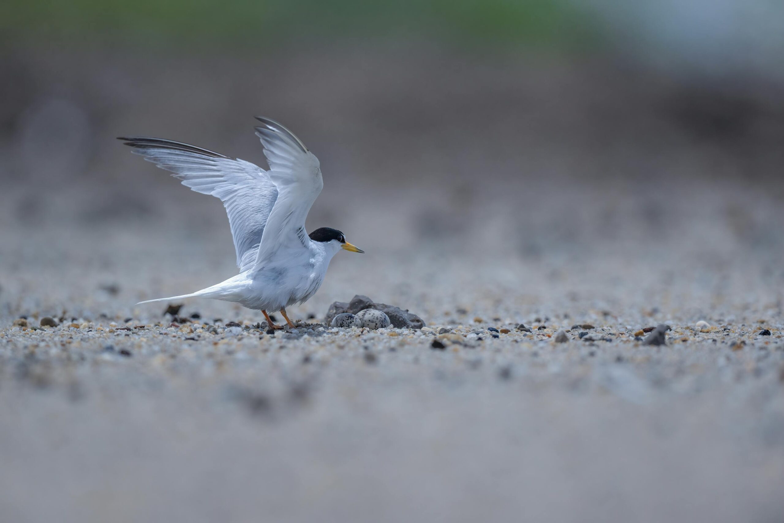 Die Zwergseeschwalbe breitet anmutig ihre Flügel an einem ruhigen Kieselstrand aus.