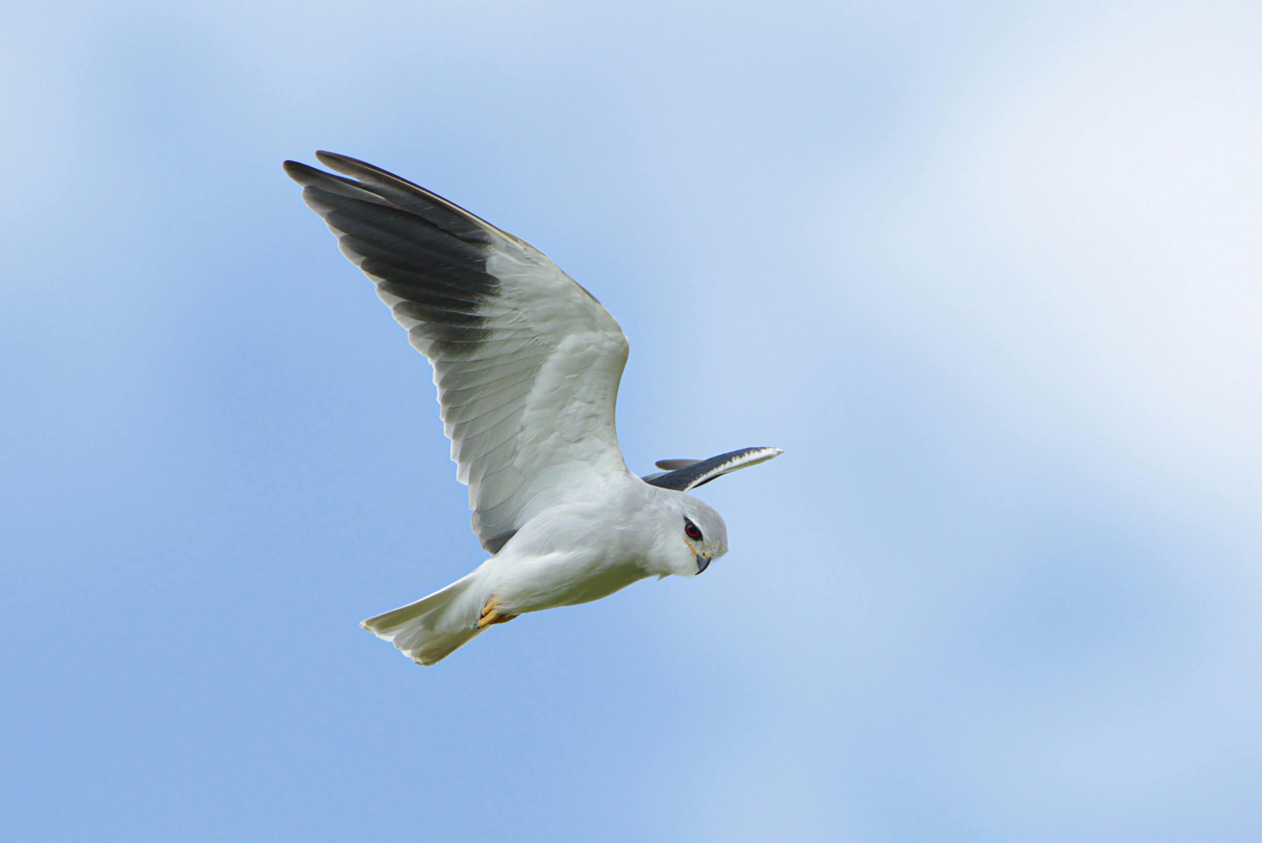Ein Gleitaar (Elanus caeruleus) gleitet anmutig durch einen klaren, blauen Himmel.