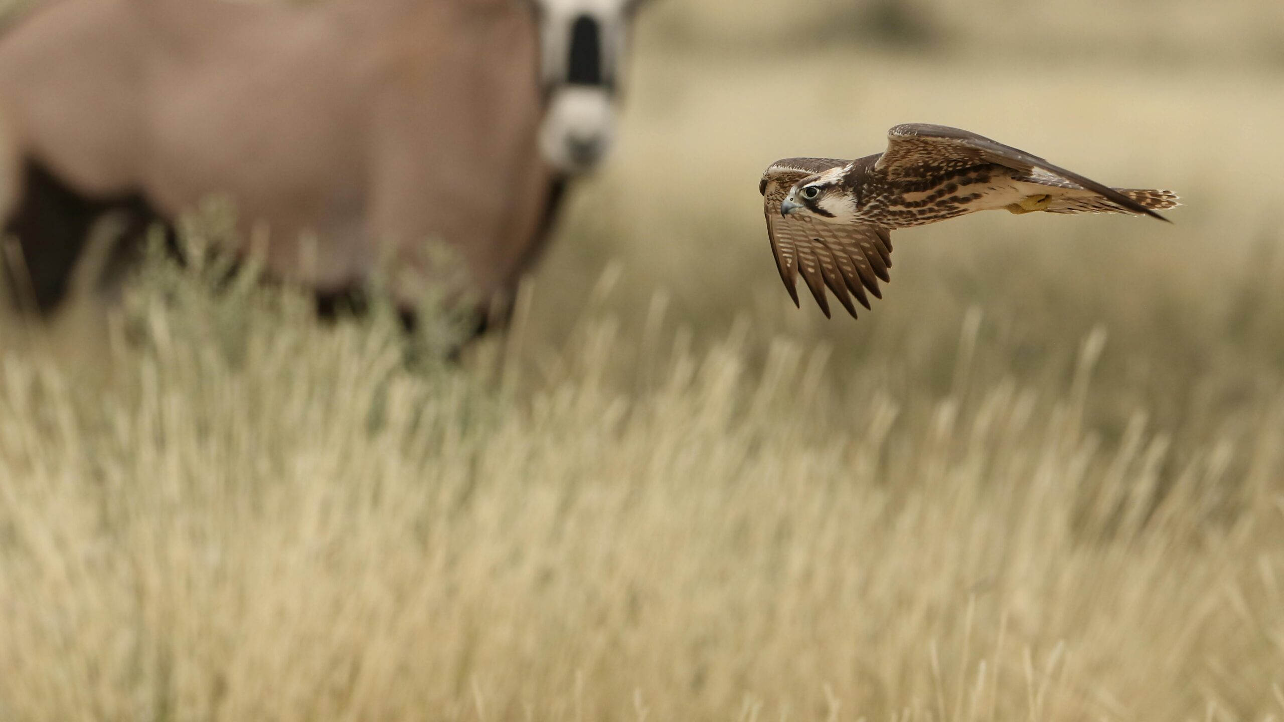 Ein Lannerfalke gleitet anmutig durch die Graslandschaften des Kgalagadi-Transfrontier-Nationalparks.