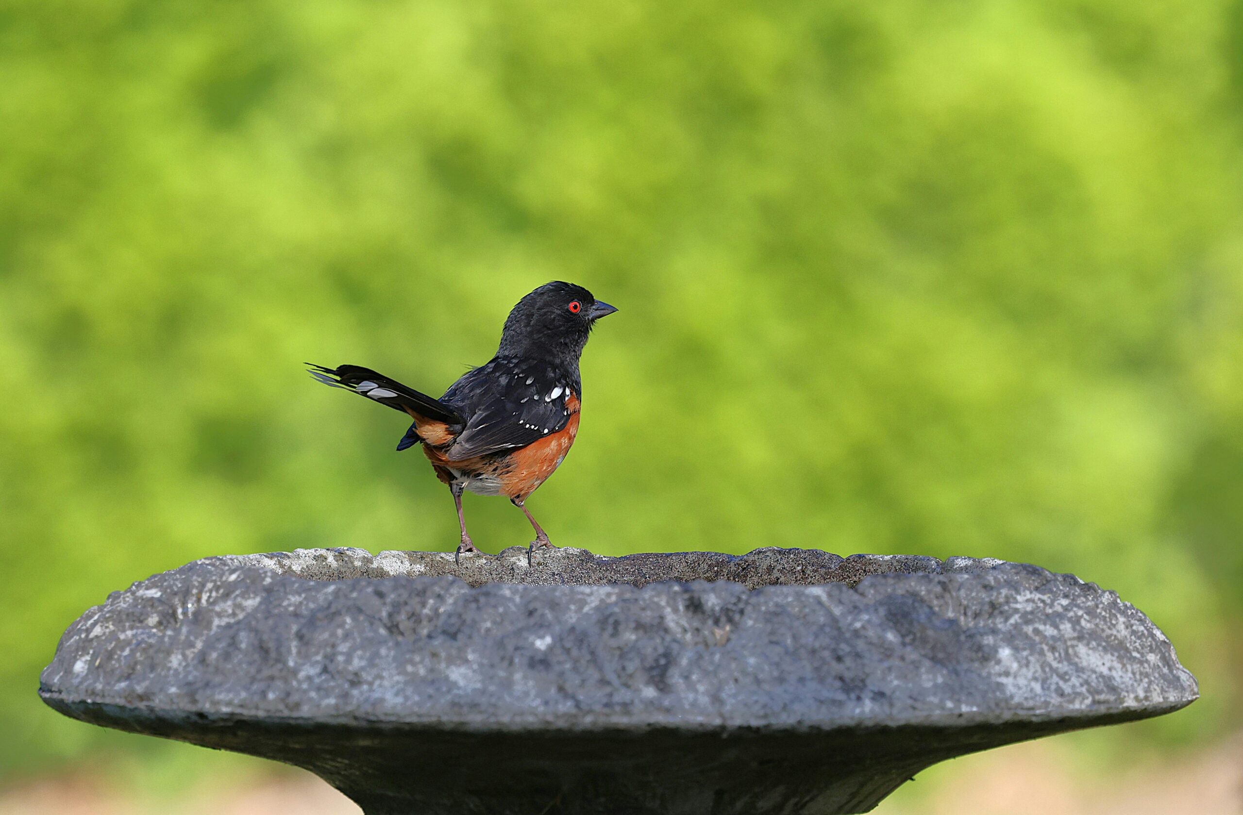 Ein lebhafter gefleckter Towhee-Vogel, der auf einem Vogelbad in einem grünen Hinterhof steht.