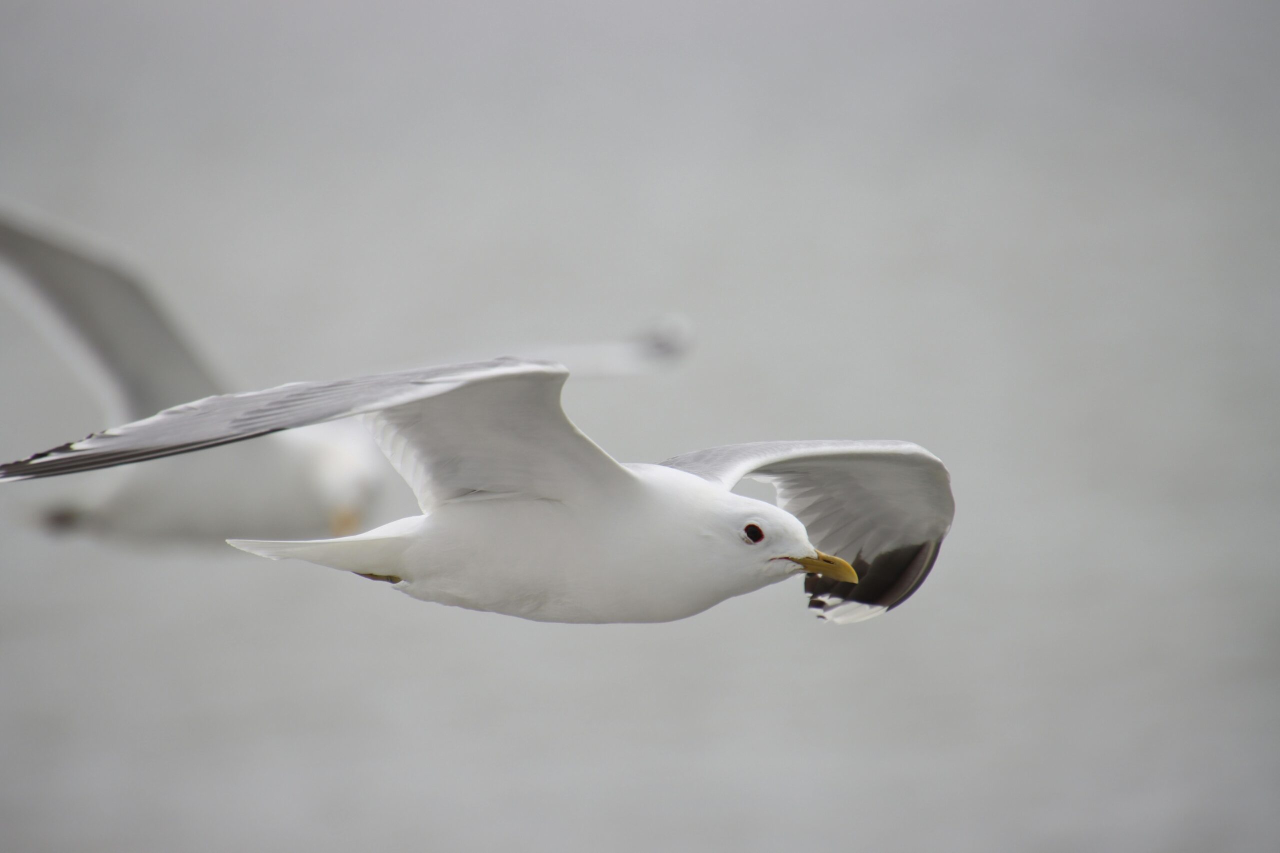 Kostenloses Stock Foto zu fliegen, flig, möwe