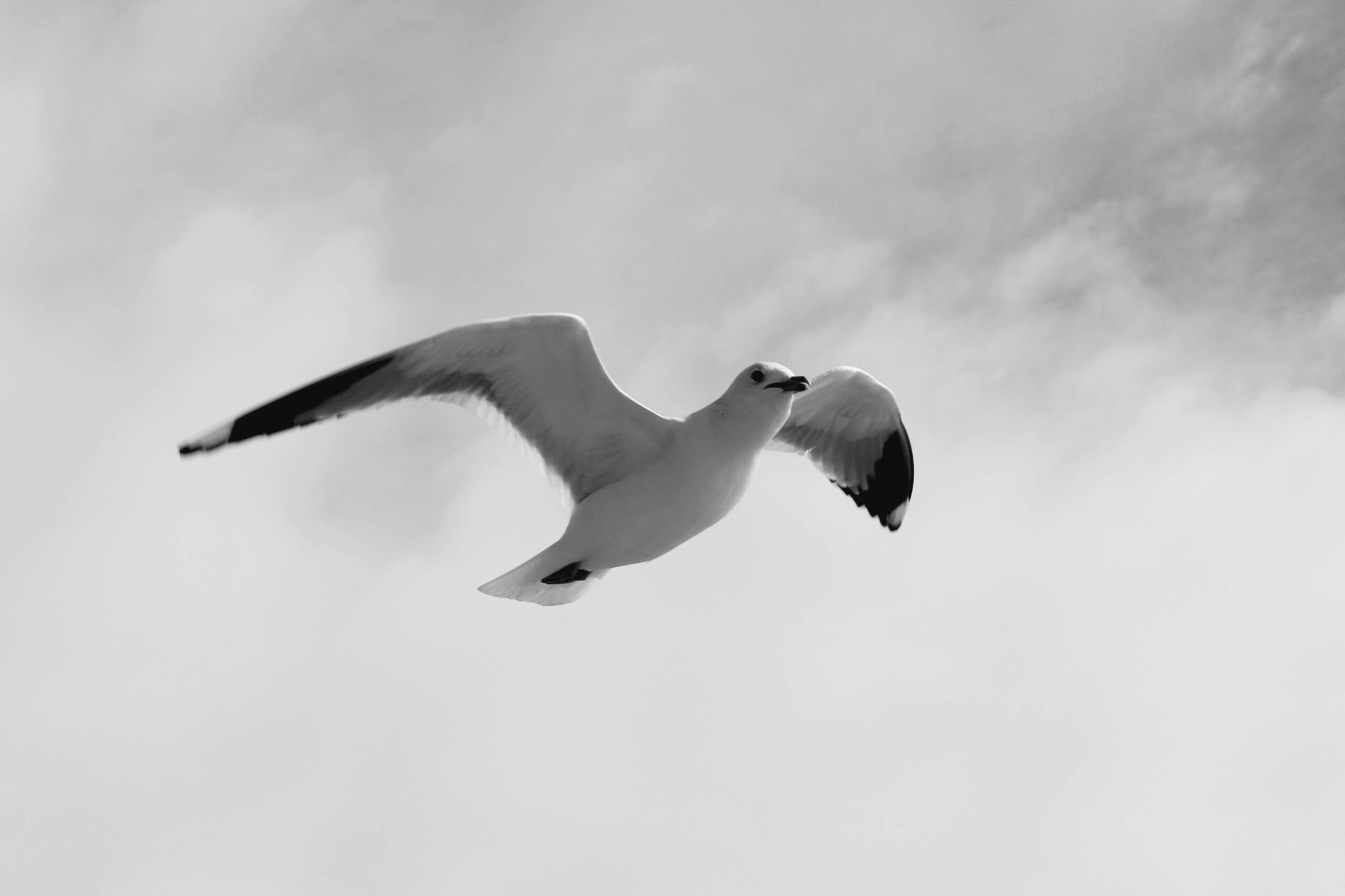 Eine atemberaubende Schwarzweißaufnahme einer Möwe im Flug vor einem bewölkten Himmel.