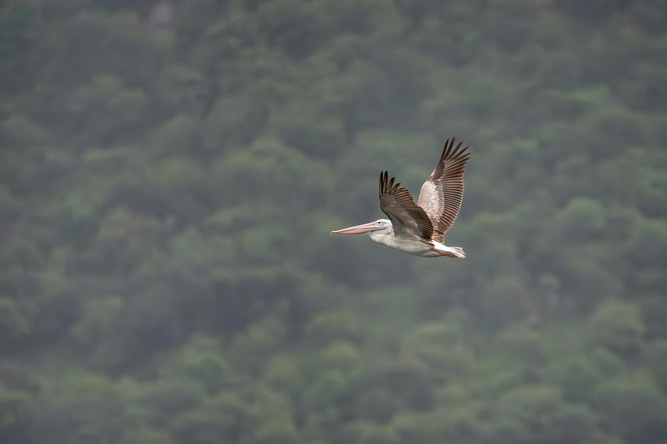 Ein majestätischer Pelikan schwebt mühelos über üppigem Grün in Kanakapura, Karnataka.