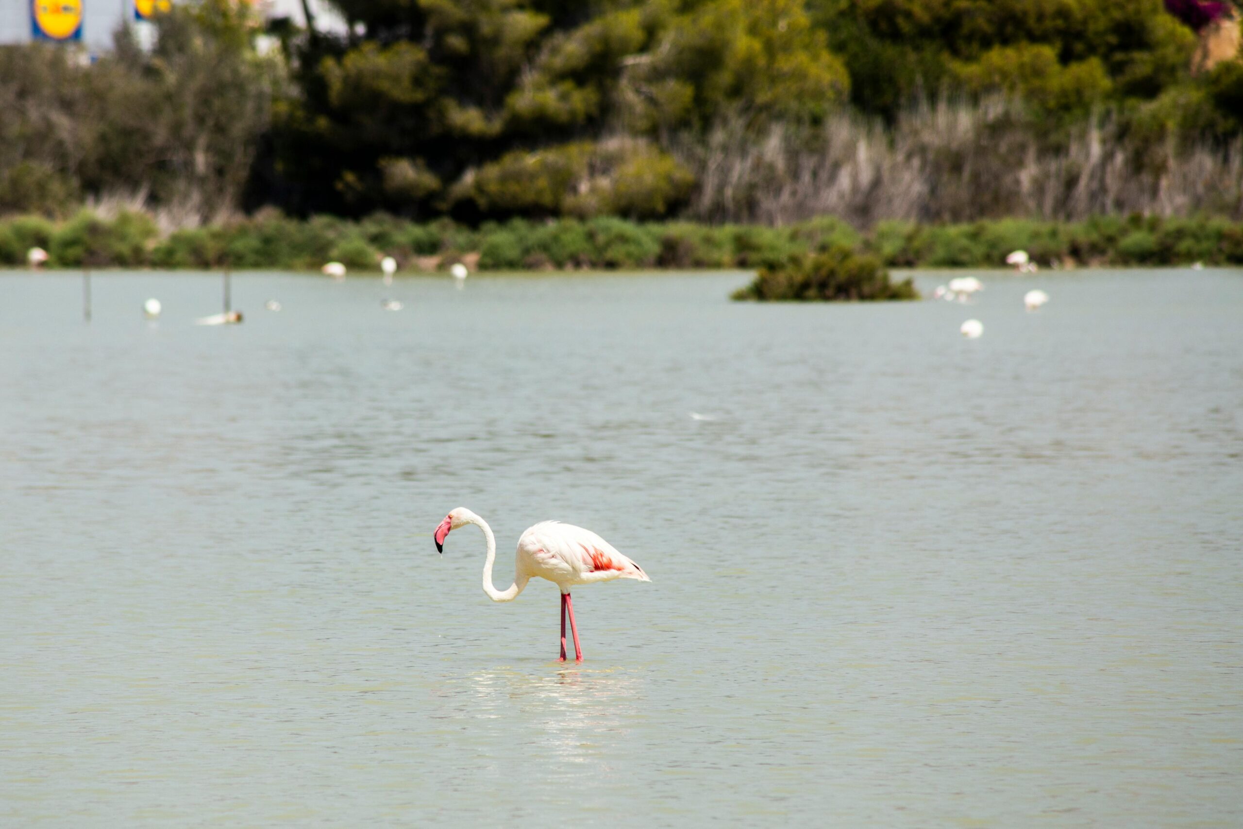Kostenloses Stock Foto zu aves, biodiversität, calpe