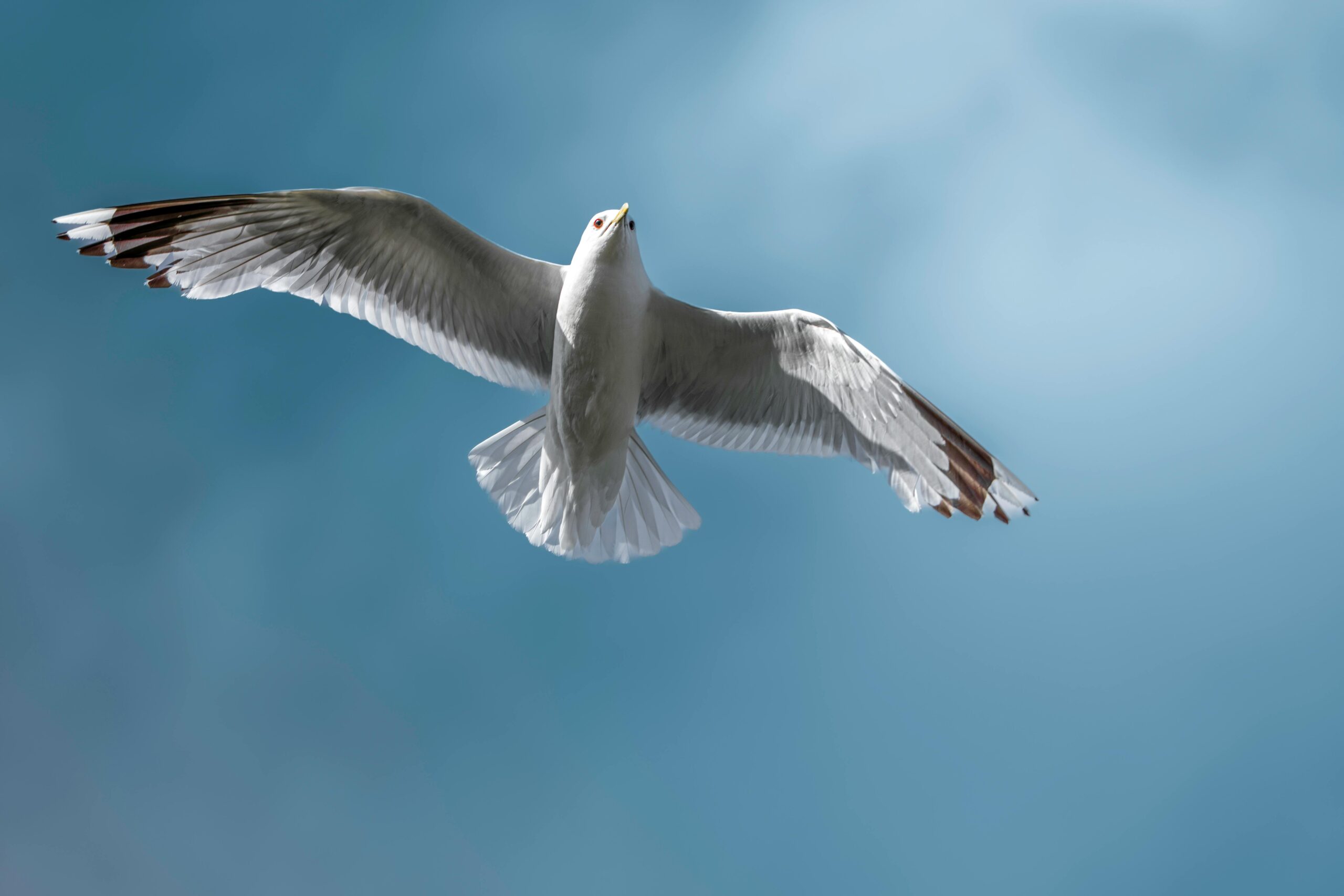 Eine Möwe, die anmutig mit weit ausgebreiteten Flügeln vor einem strahlend blauen Himmel schwebt, im Flug aufgenommen.