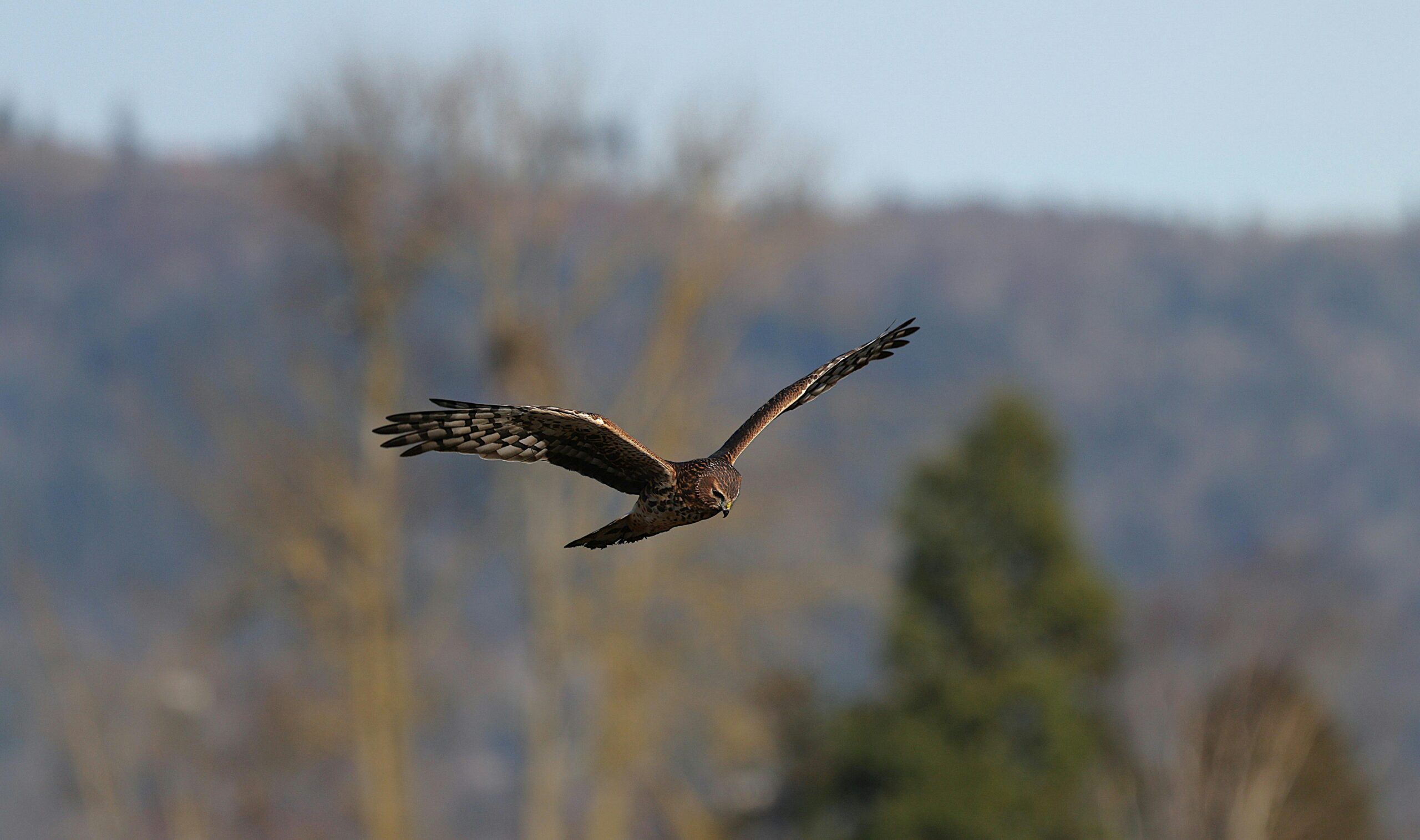 Ein majestätischer Falke gleitet über eine natürliche Landschaft und zeigt Wildtiere in Bewegung.