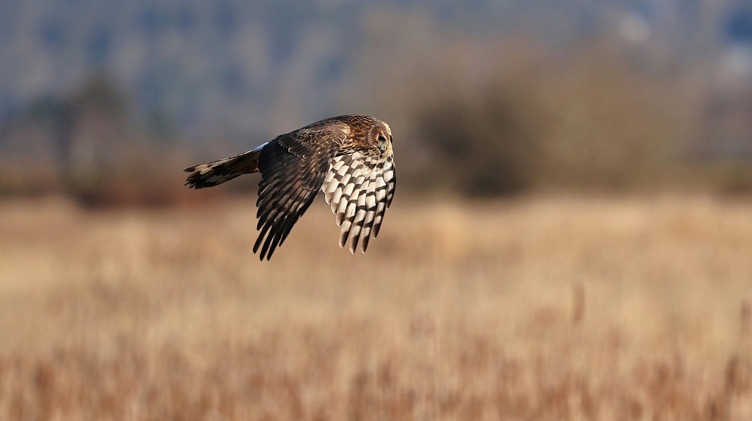 Ein Breitflügelbussard gleitet anmutig über ein trockenes Feld und stellt seine beeindruckende Flügelspannweite und natürliche Schönheit zur Schau.