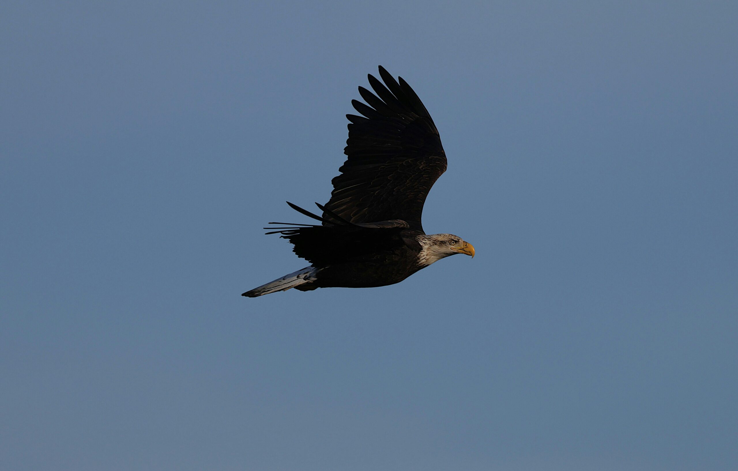 Majestätischer Weißkopfseeadler, der hoch vor einem klaren blauen Himmel fliegt und seine gewaltige Flügelspannweite zur Schau stellt.