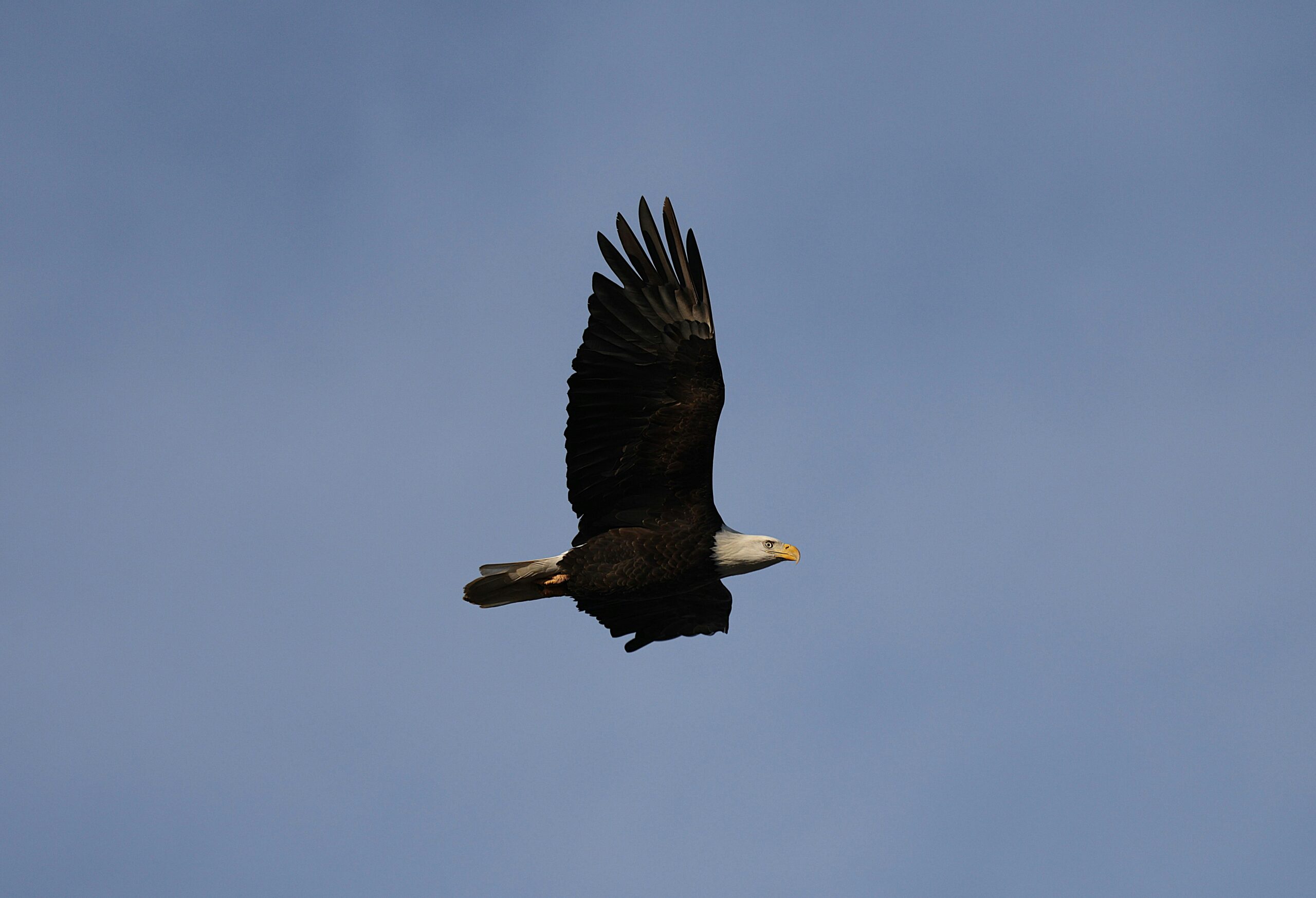 Ein einsamer Weißkopfseeadler gleitet anmutig durch den Himmel und stellt seine beeindruckende Flügelspannweite zur Schau.