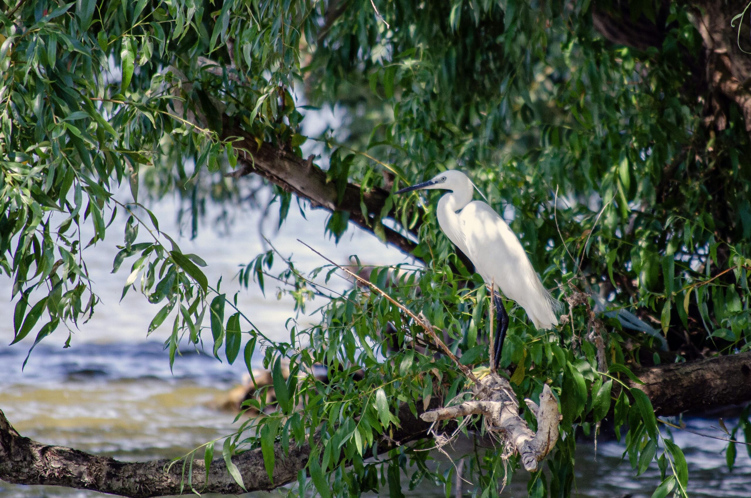 Kostenloses Stock Foto zu ardea alba, ast, blätter
