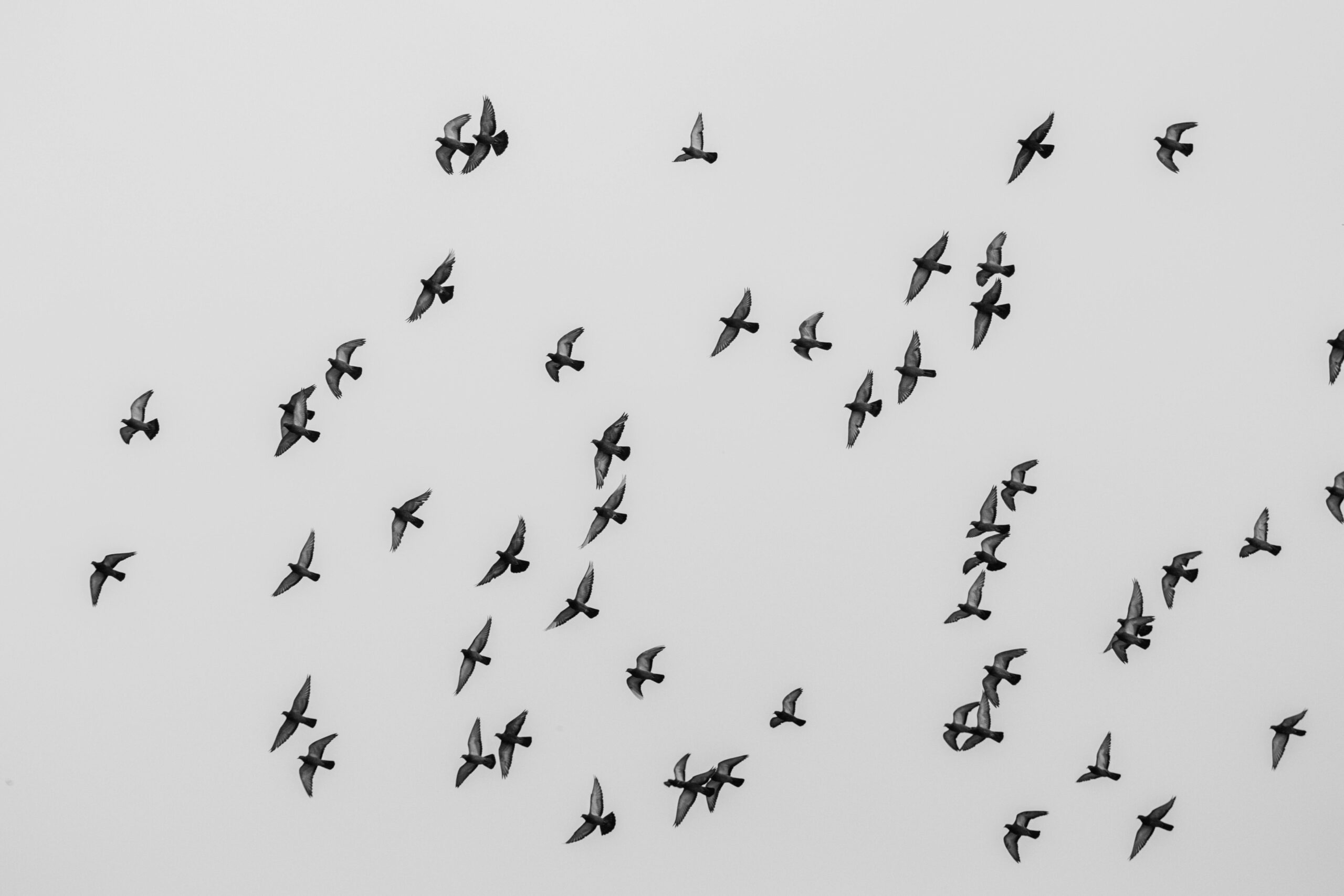 Ein Schwarzweißbild eines Vogelschwarms, der vor einem klaren Himmel in Stockholm, Schweden, fliegt.