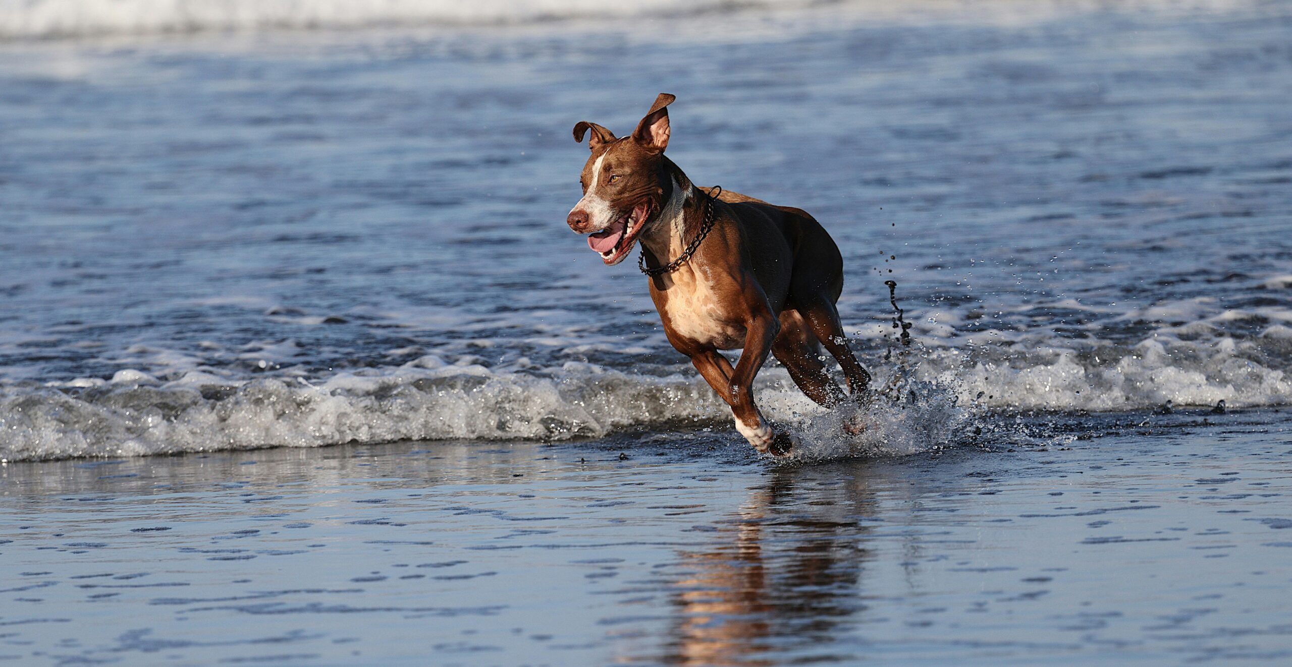 Ein verspielter Hund rennt fröhlich durch die Meereswellen an einem sonnigen Strand und strahlt Glück und Energie aus.