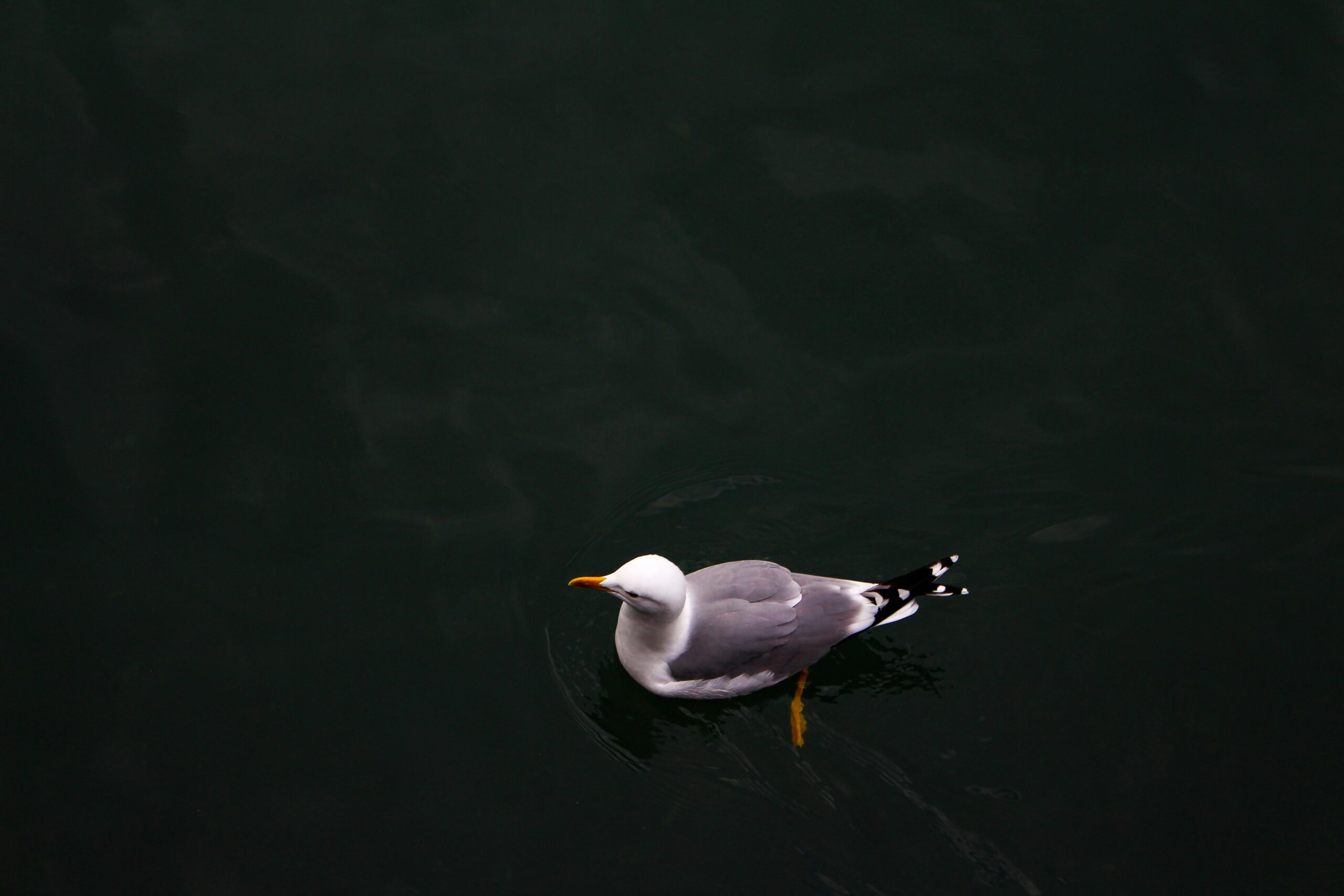 Eine einsame Möwe gleitet anmutig über das dunkle Wasser des Bosporus in Istanbul.