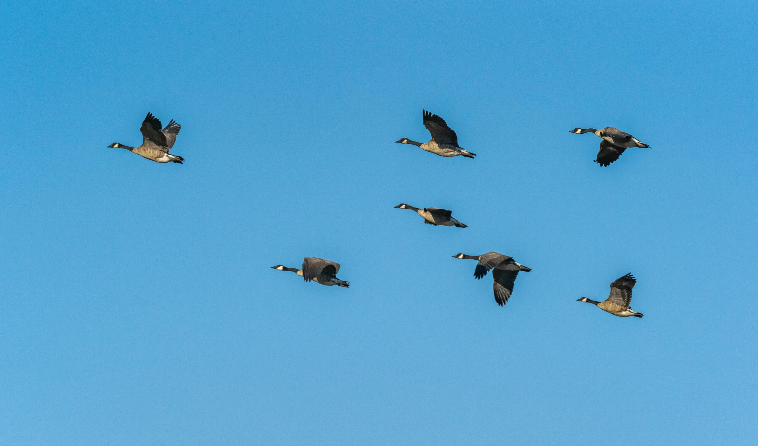 Kostenloses Stock Foto zu biodiversität, blauer himmel, branta canadensis
