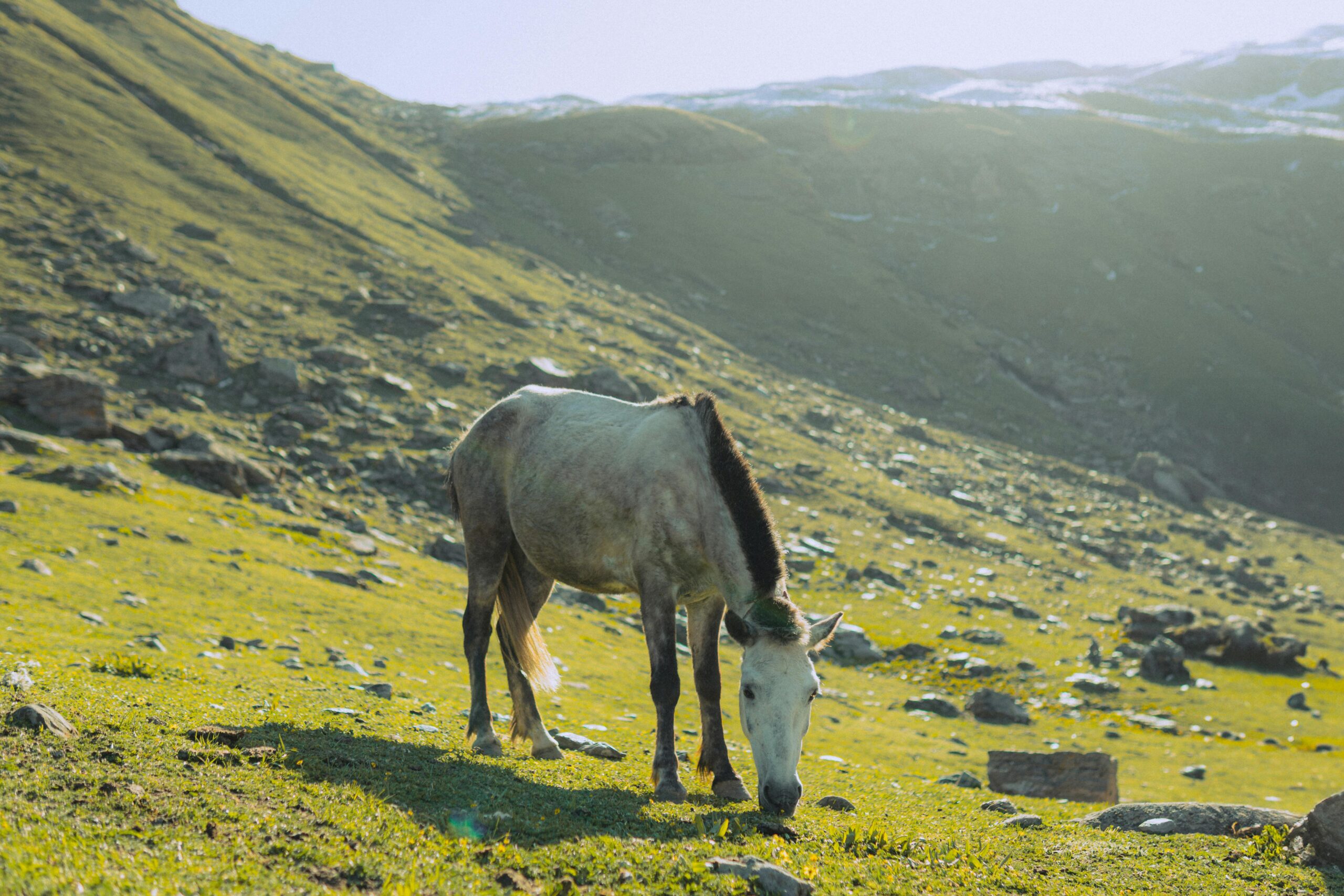 Ein einsames Pferd grast auf einem sonnigen Hügel mit Bergen im Hintergrund.