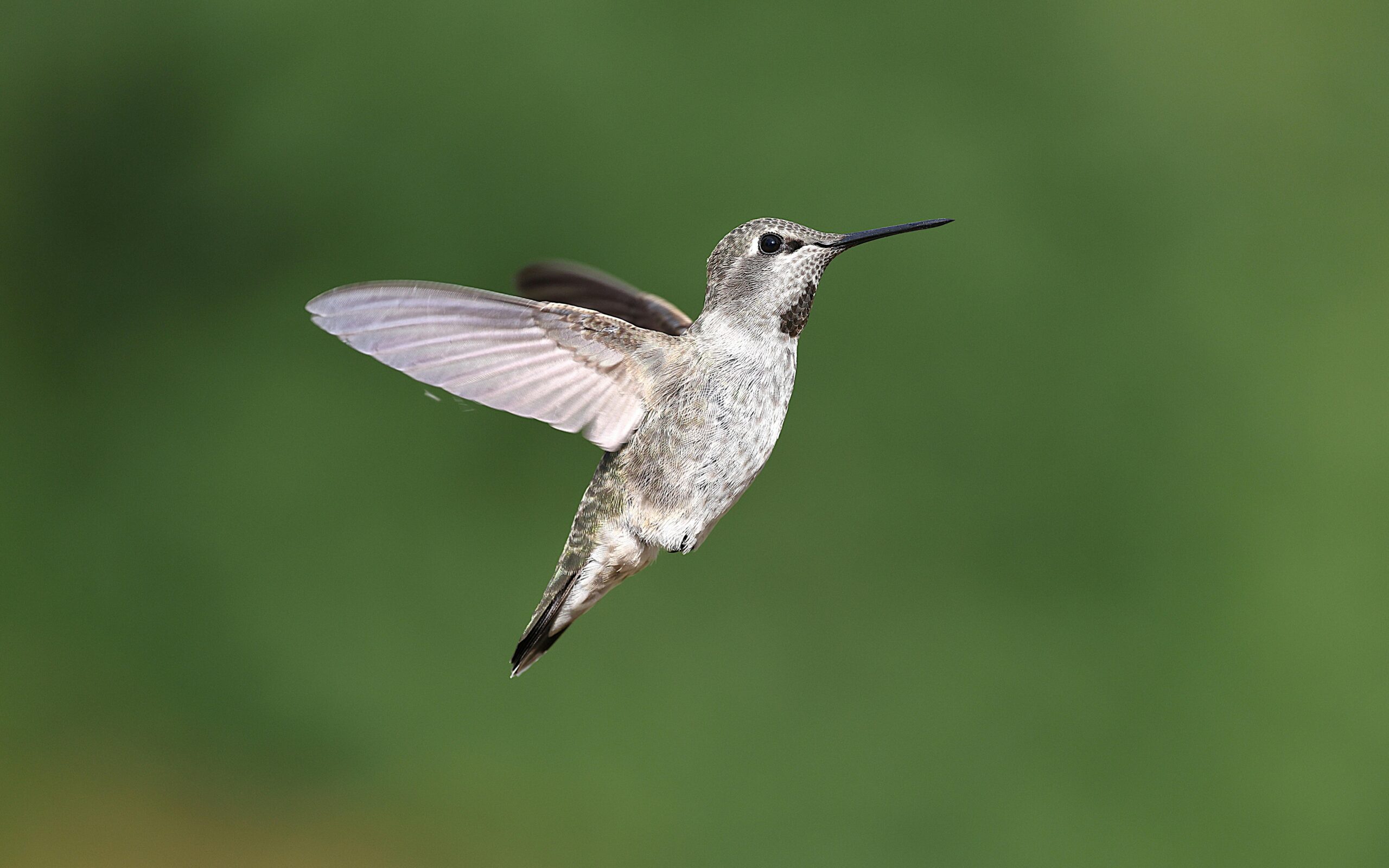 Annas Kolibri
