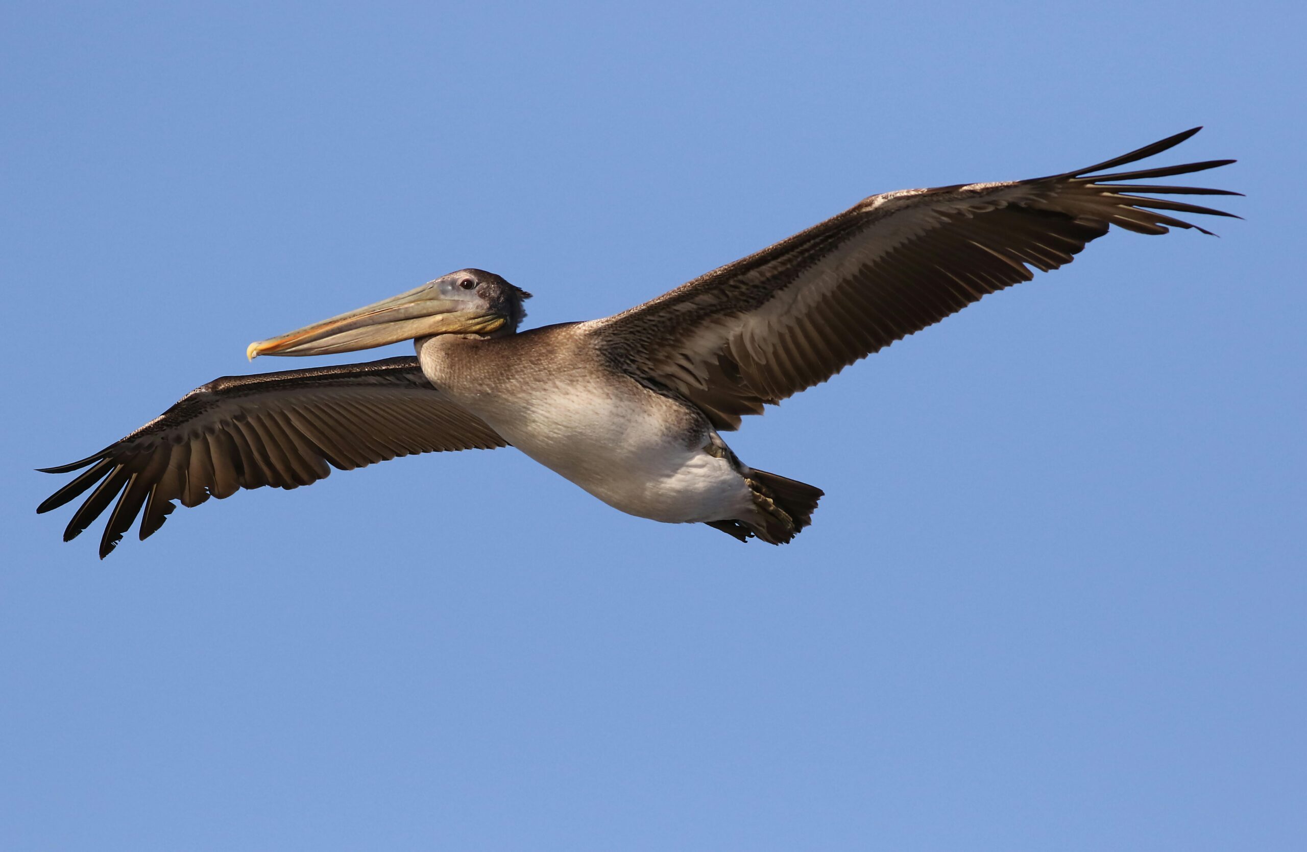 Eine faszinierende Aufnahme eines Braunpelikans (Pelecanus occidentalis), der anmutig durch den strahlend blauen Himmel gleitet.