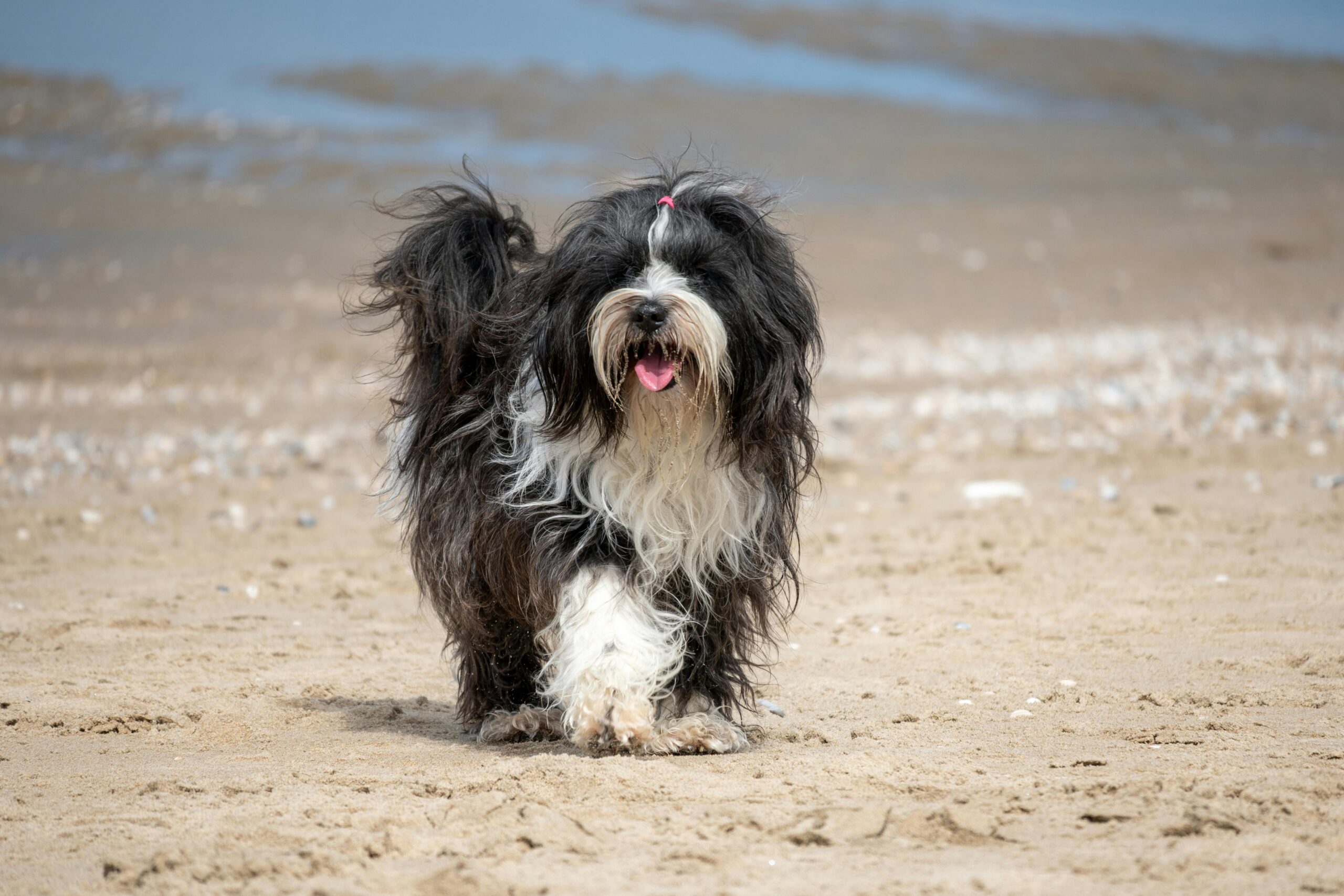 Entzückender zotteliger Hund, der am Strand von Noordwijk, Südholland, spazieren geht. Perfekt für Haustier- und Reisethemen.