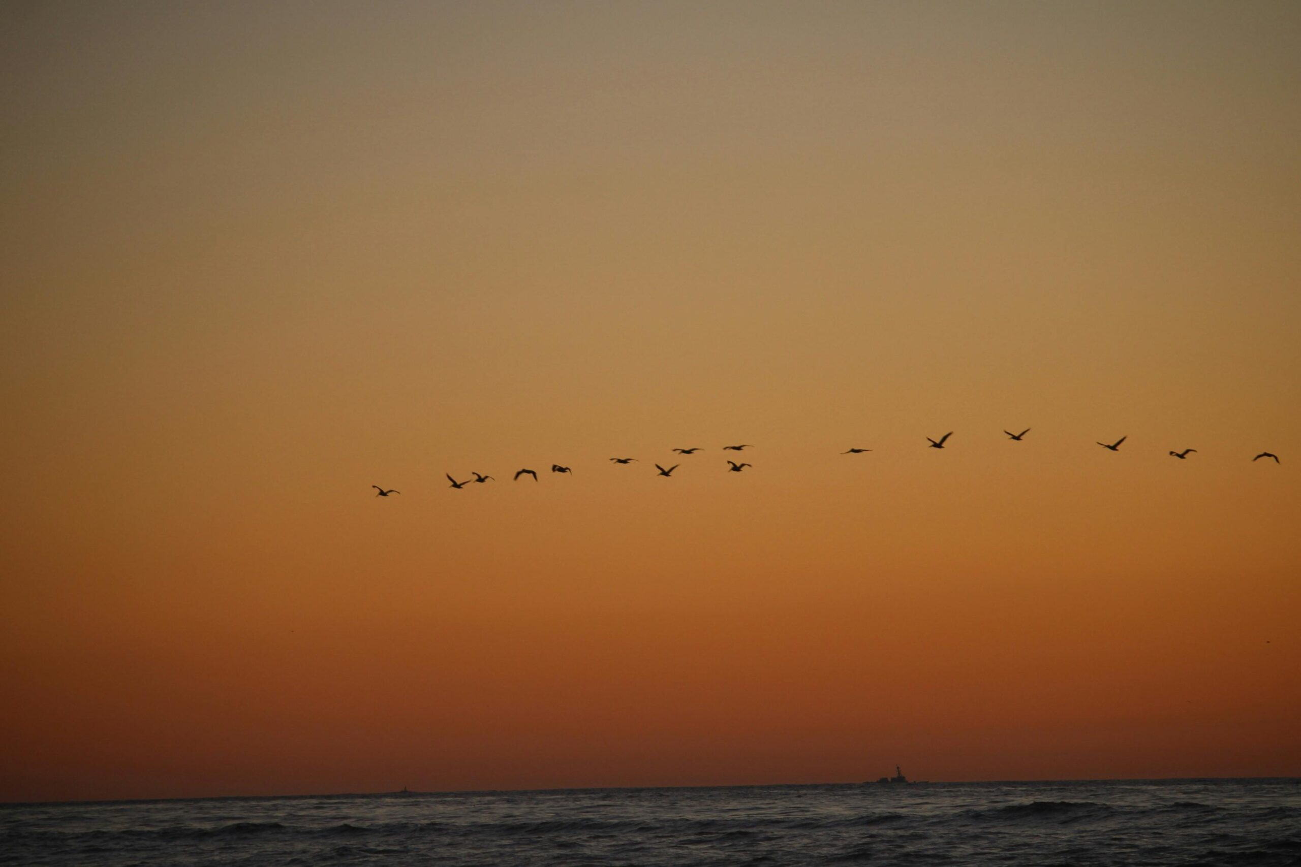 Ein Vogelschwarm fliegt vor einem leuchtend orangefarbenen Sonnenuntergang über dem Meer.