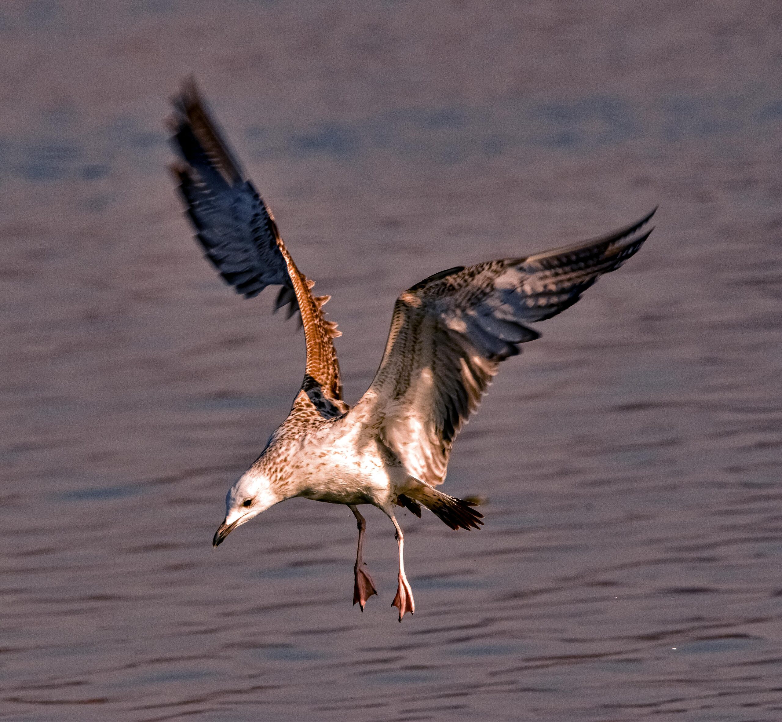 Kostenloses Stock Foto zu abendlicht, aktion erschossen, biodiversität