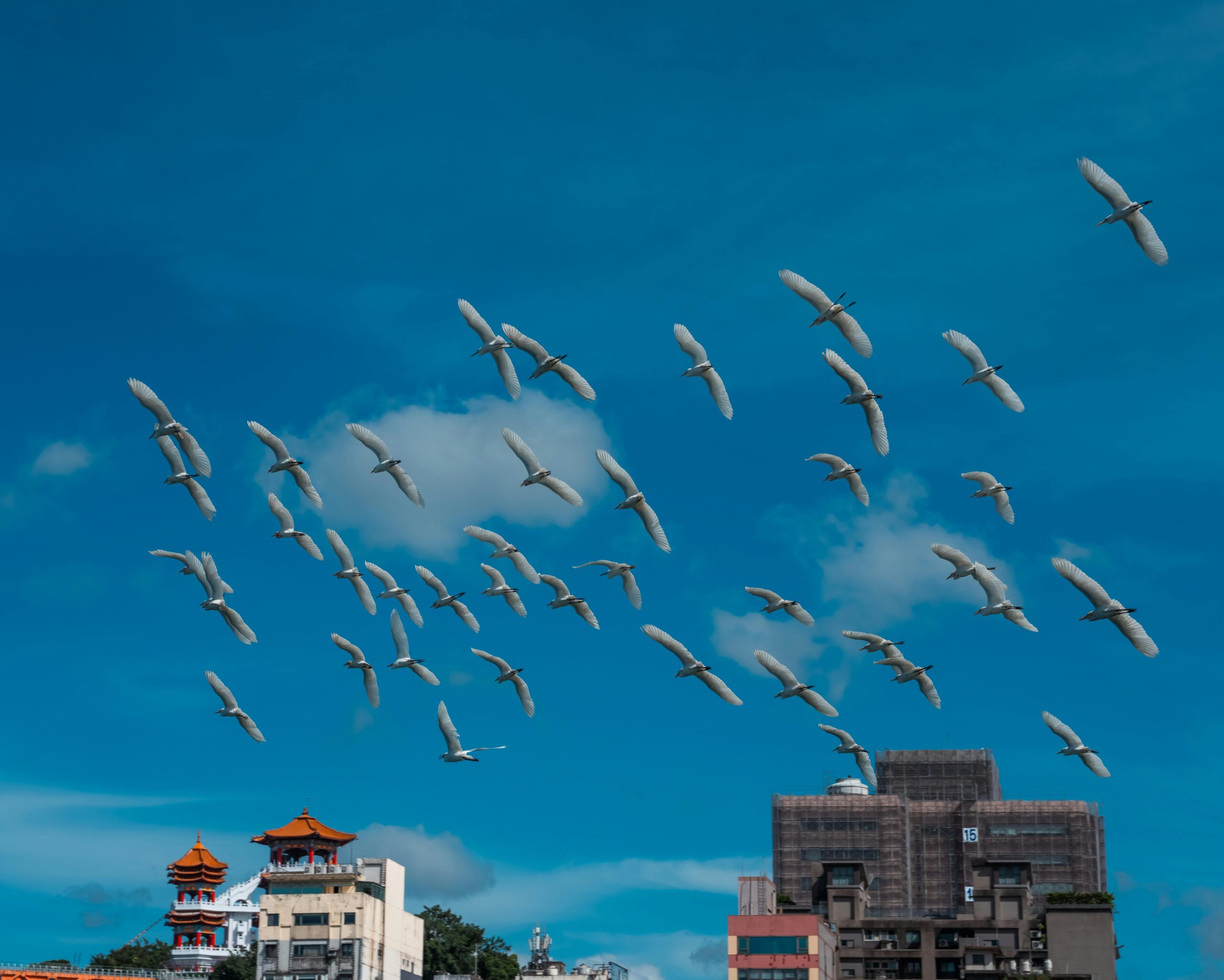 Ein Vogelschwarm schwebt über der Skyline einer Stadt mit klarem, blauem Himmel.