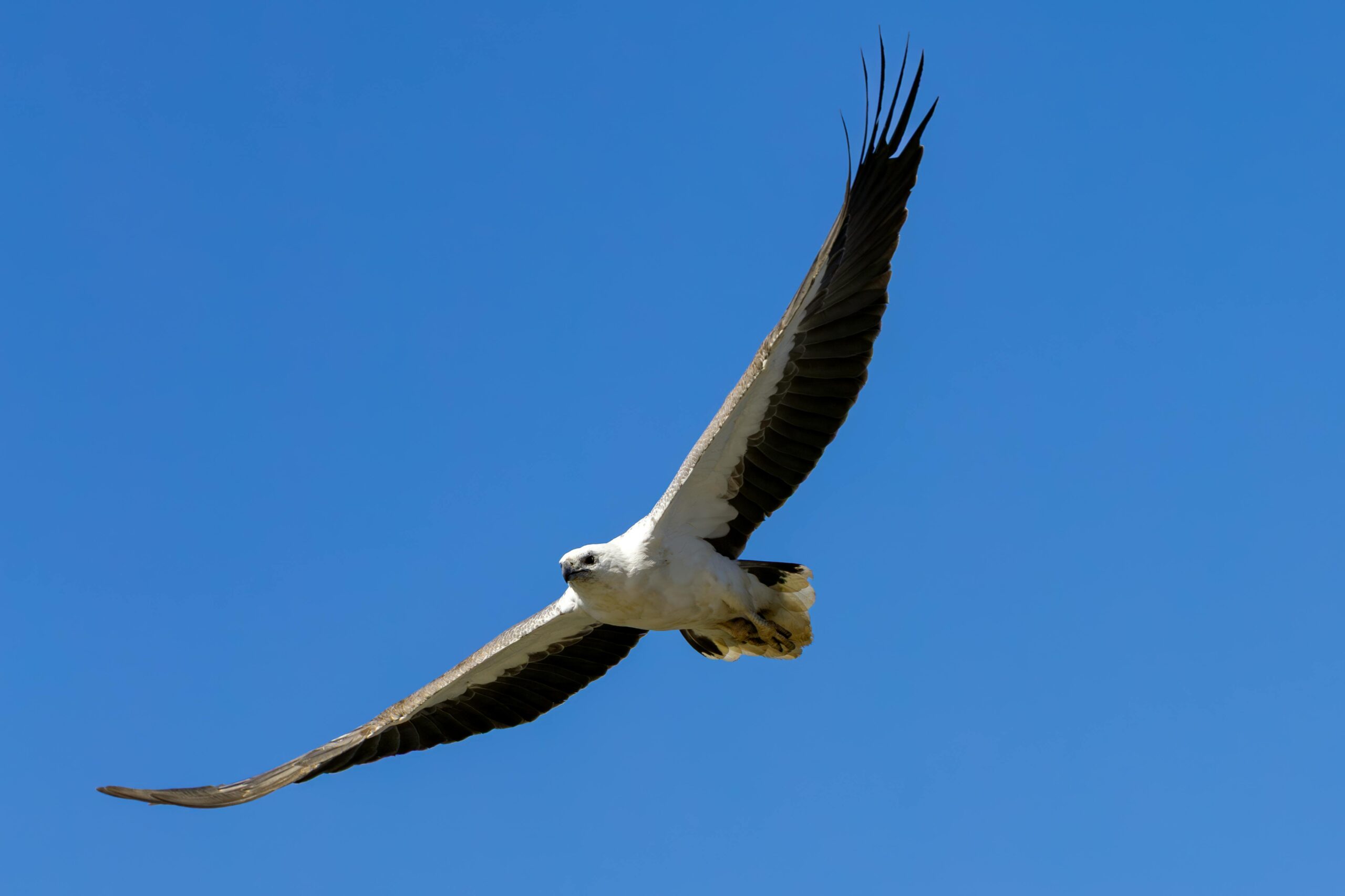 Atemberaubender Seeadler mit ausgebreiteten Flügeln gleitet durch den klaren blauen Himmel von New South Wales, Australien.